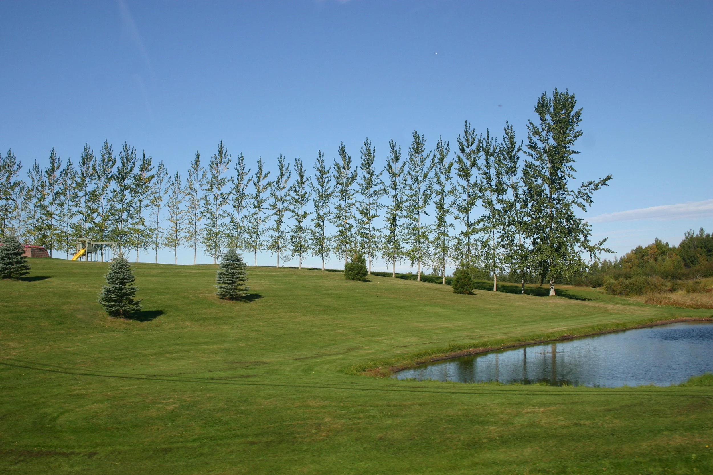 Row of Trees