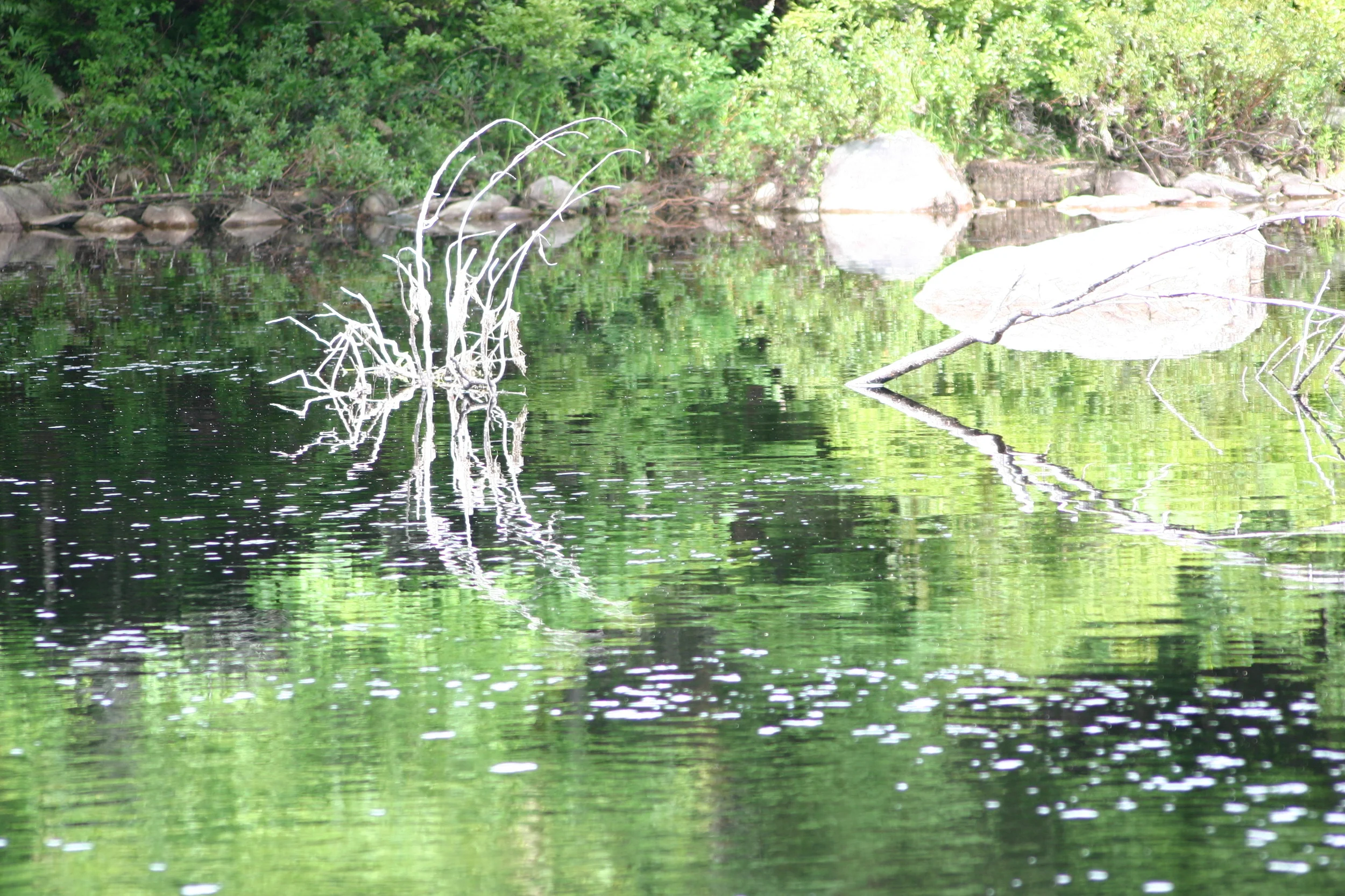Crab Driftwood