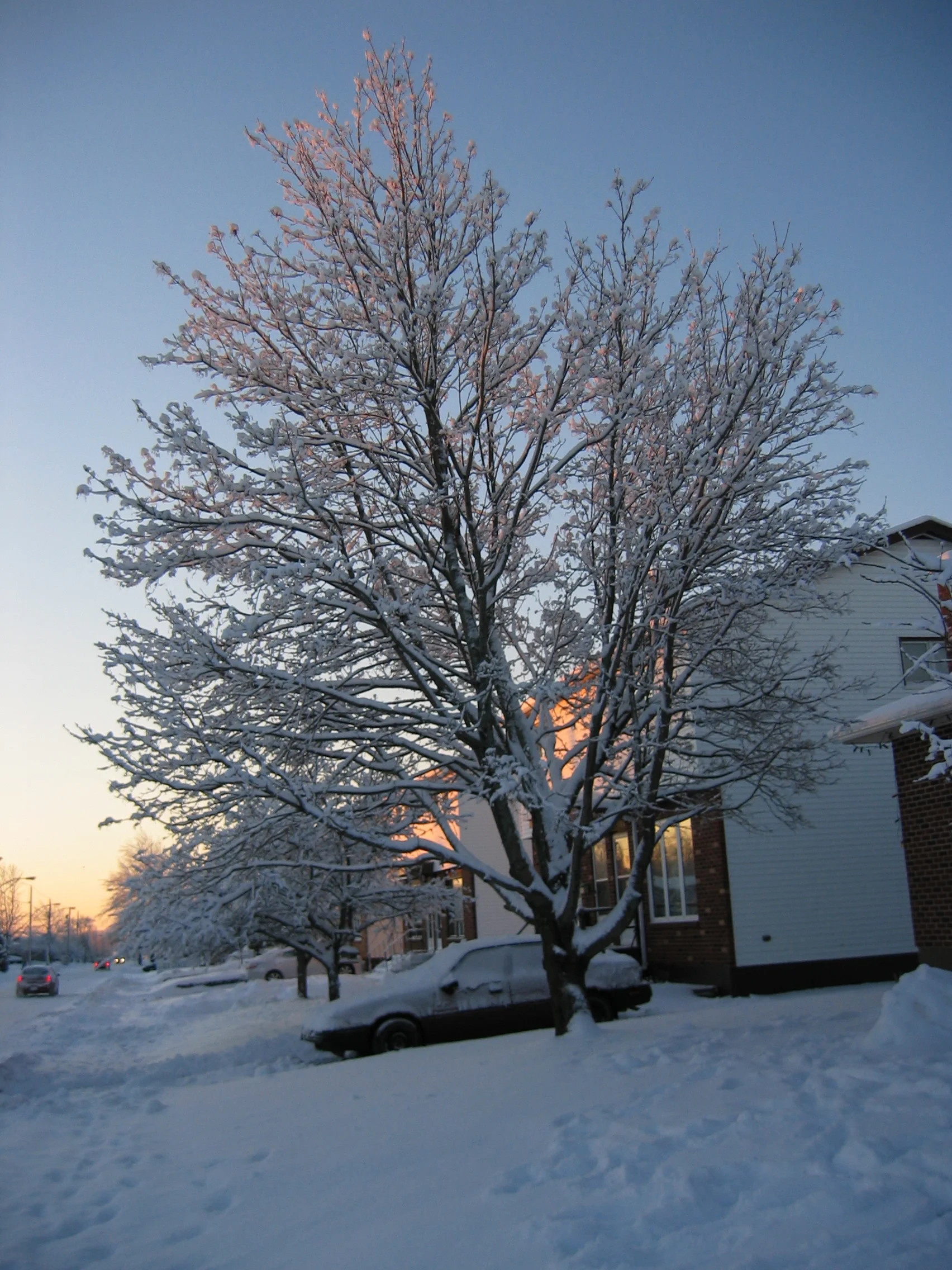 Snow Tree