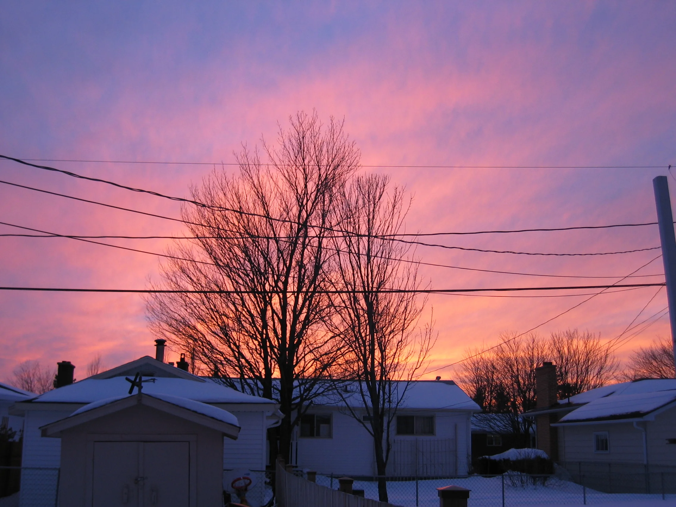 Sunset Fire Tree