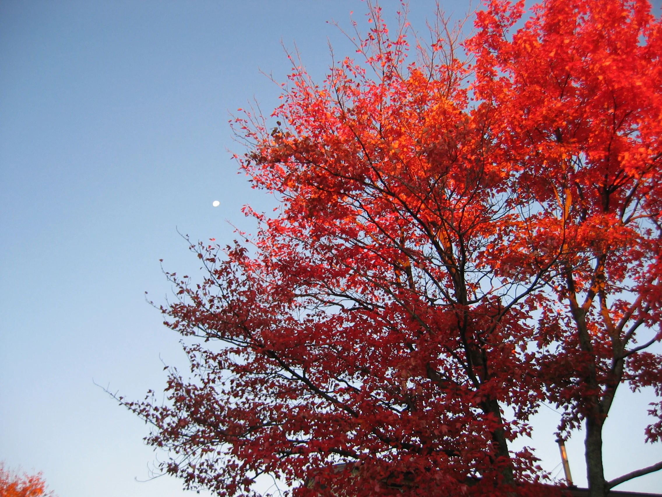 Sun Moon Lit Tree