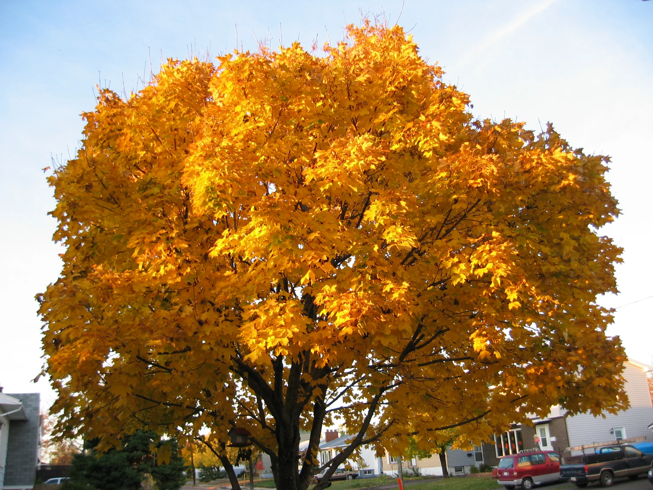 Mega Maple Tree