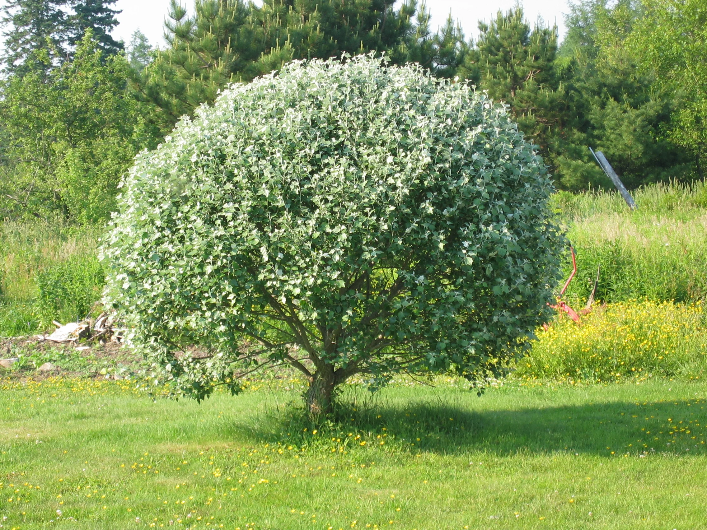 Silver Maple