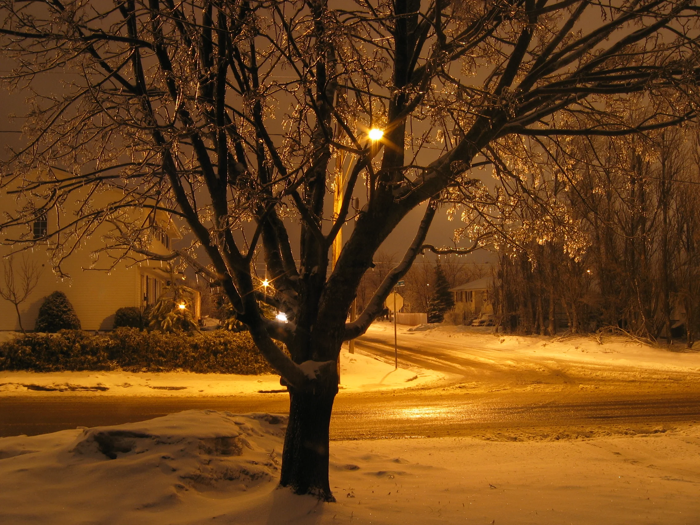 Frozen Tree