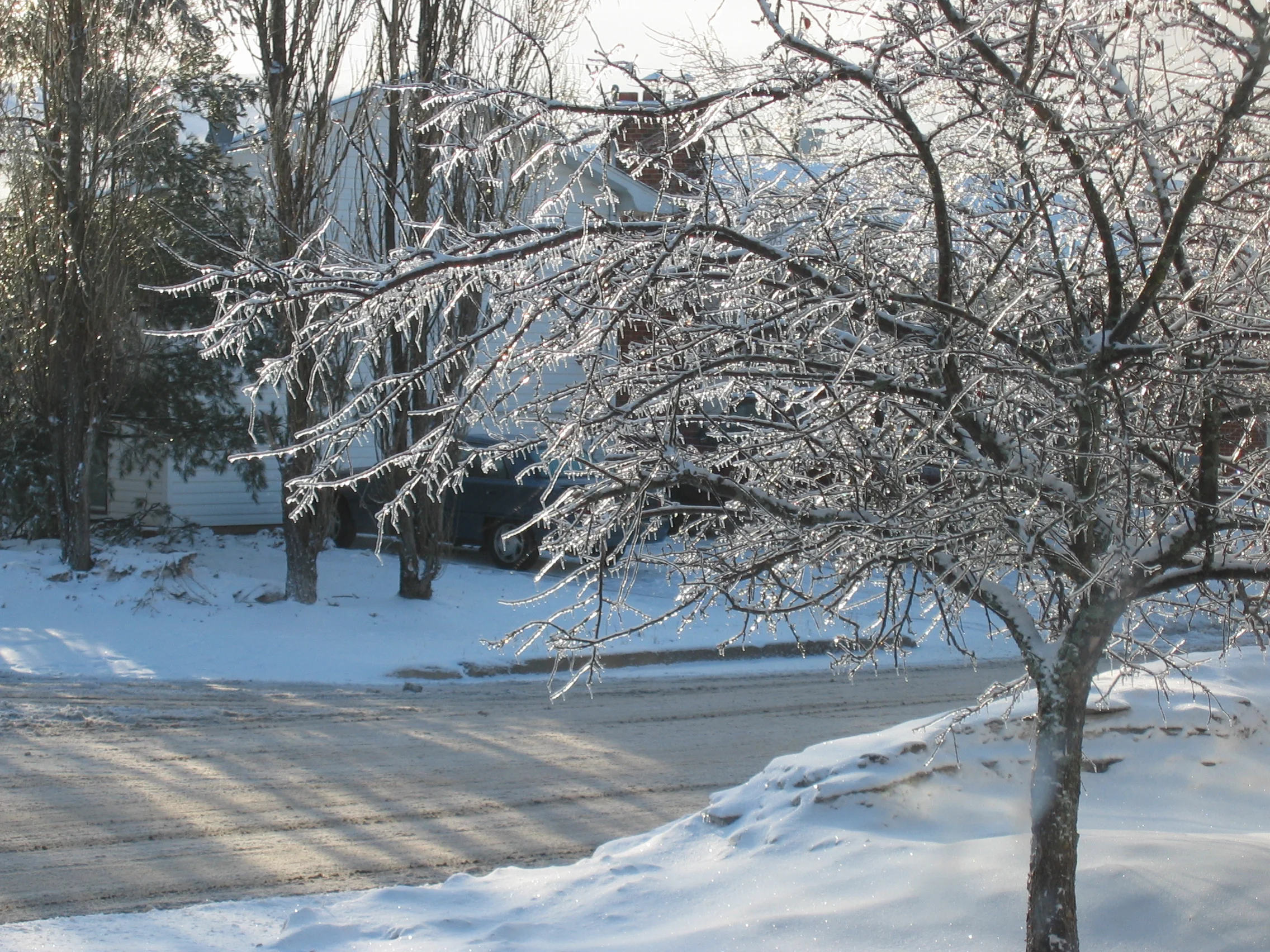 Ice Crab Tree