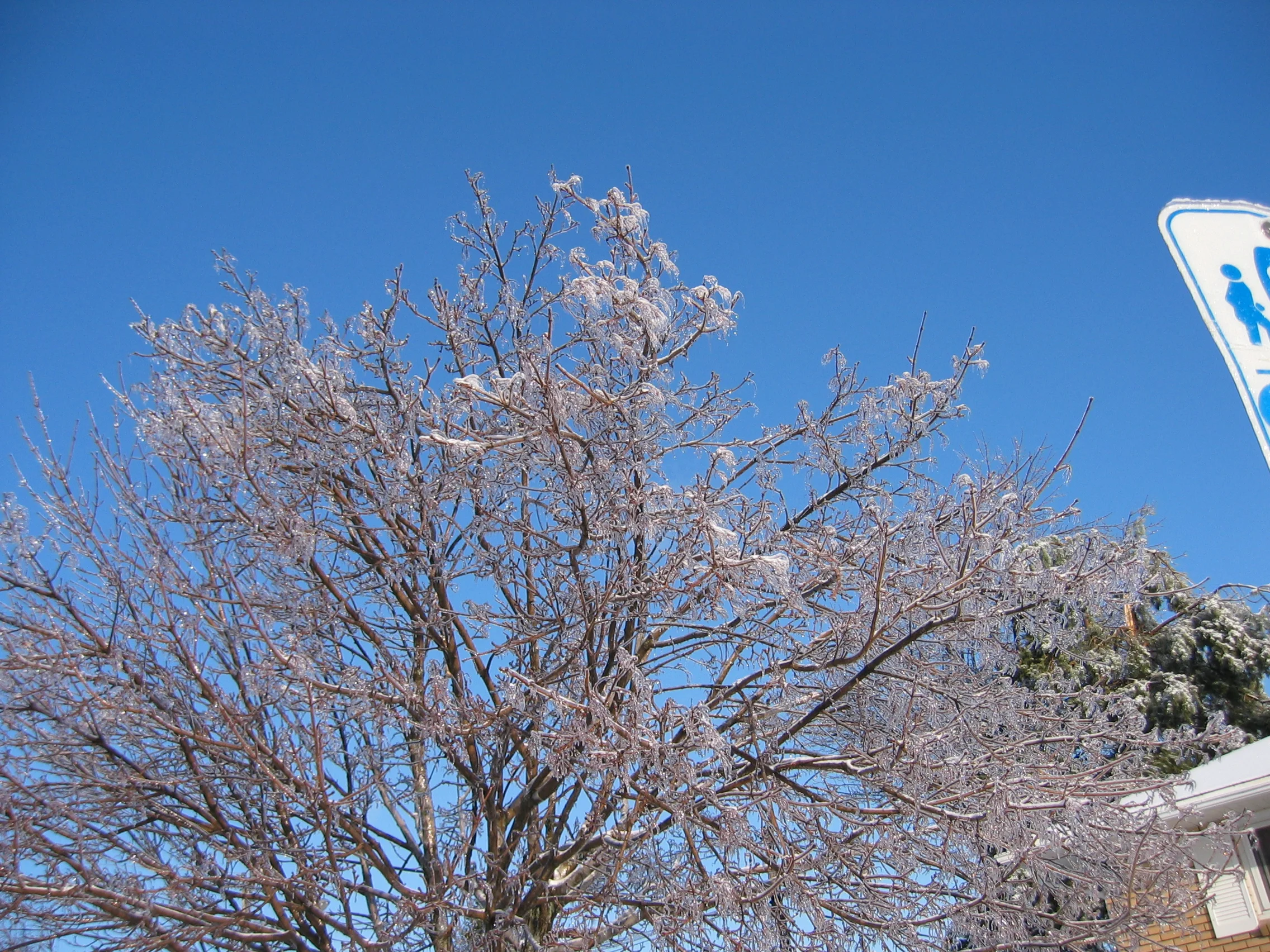 Ice Tree