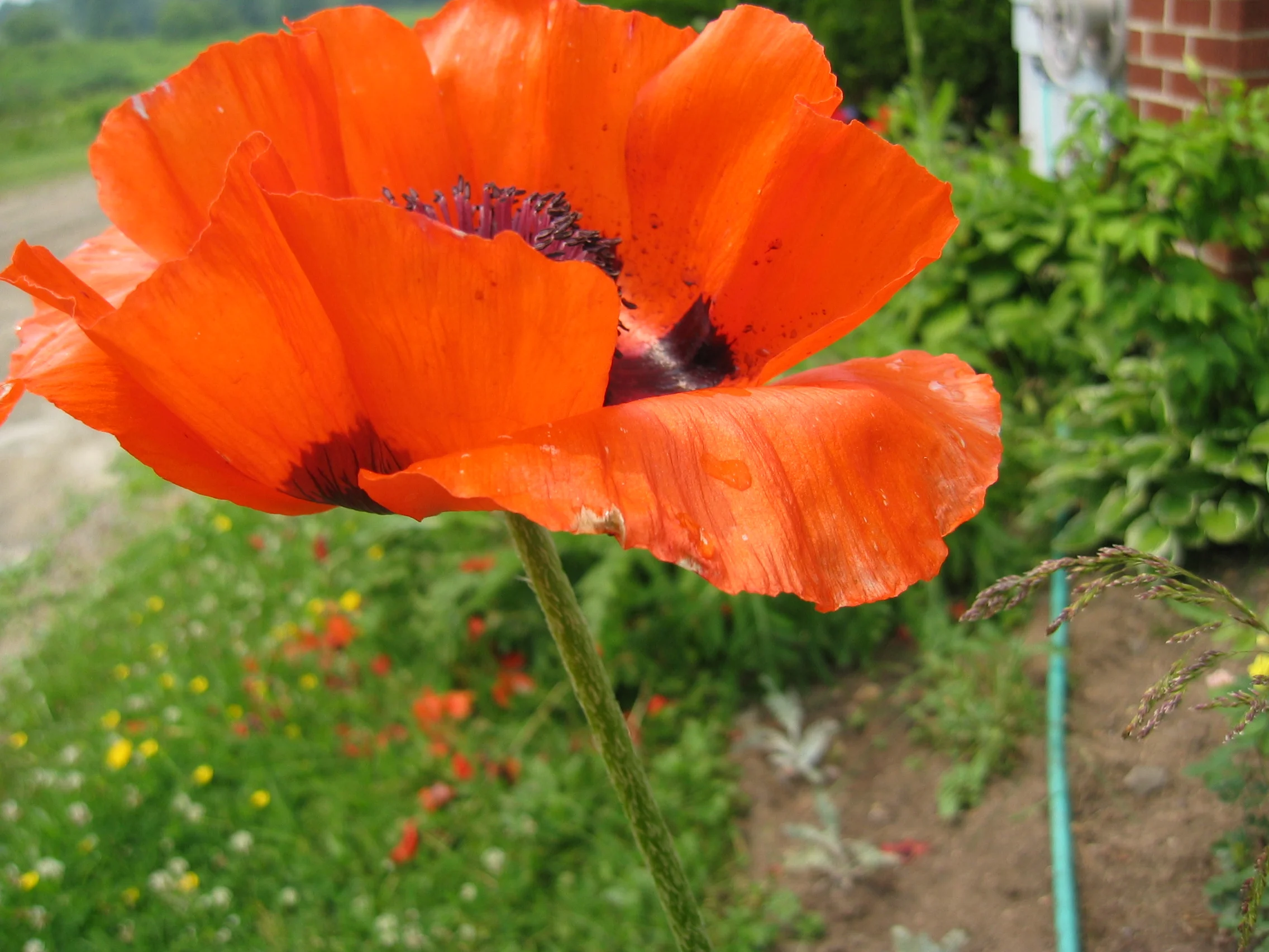 Orange Flower