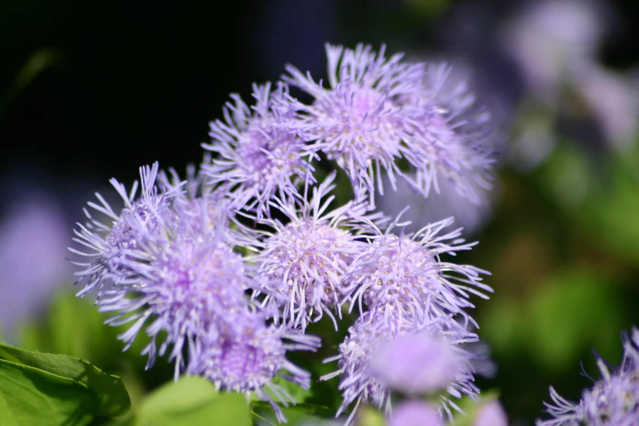 Pink Flowers