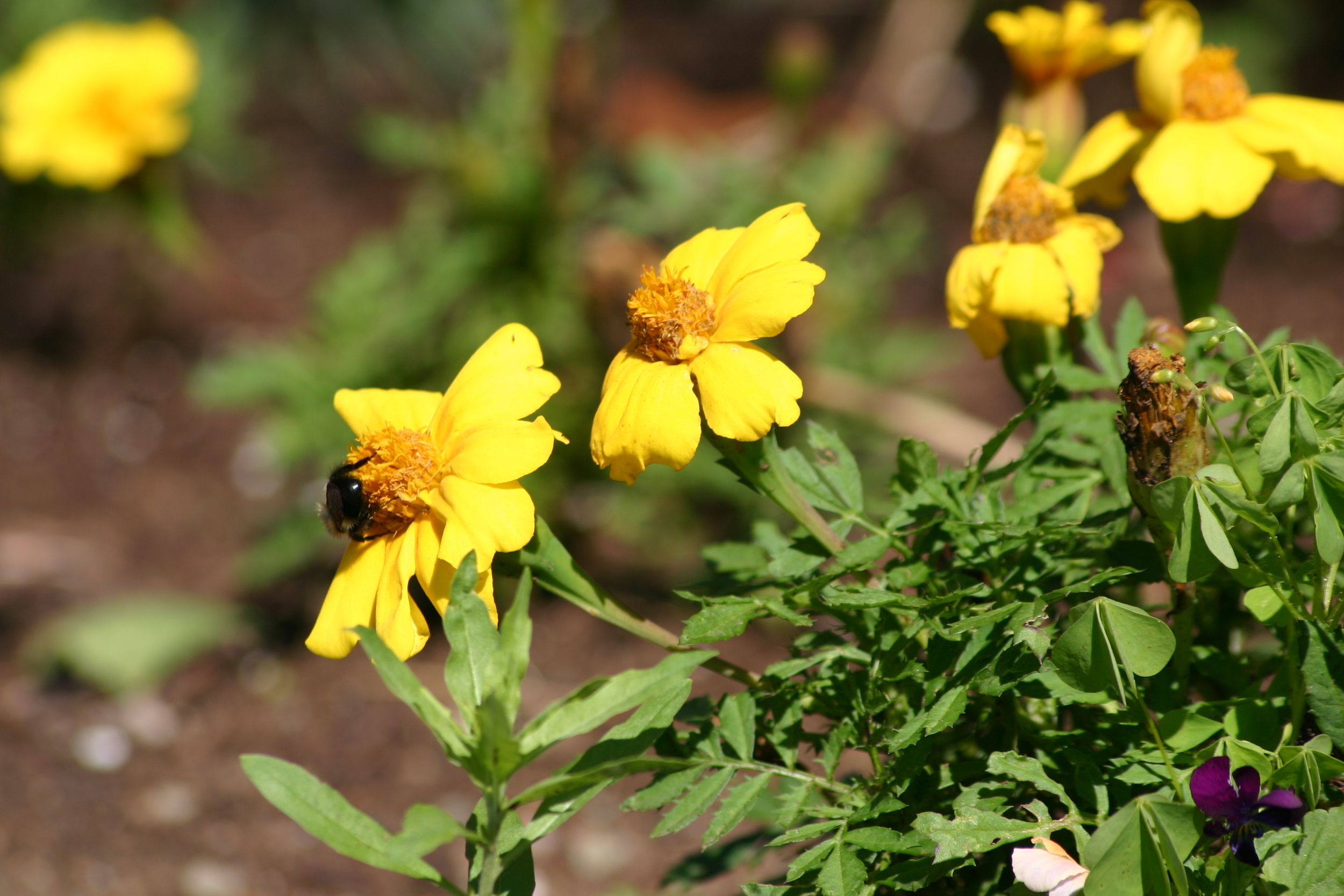 Yellow Flowers