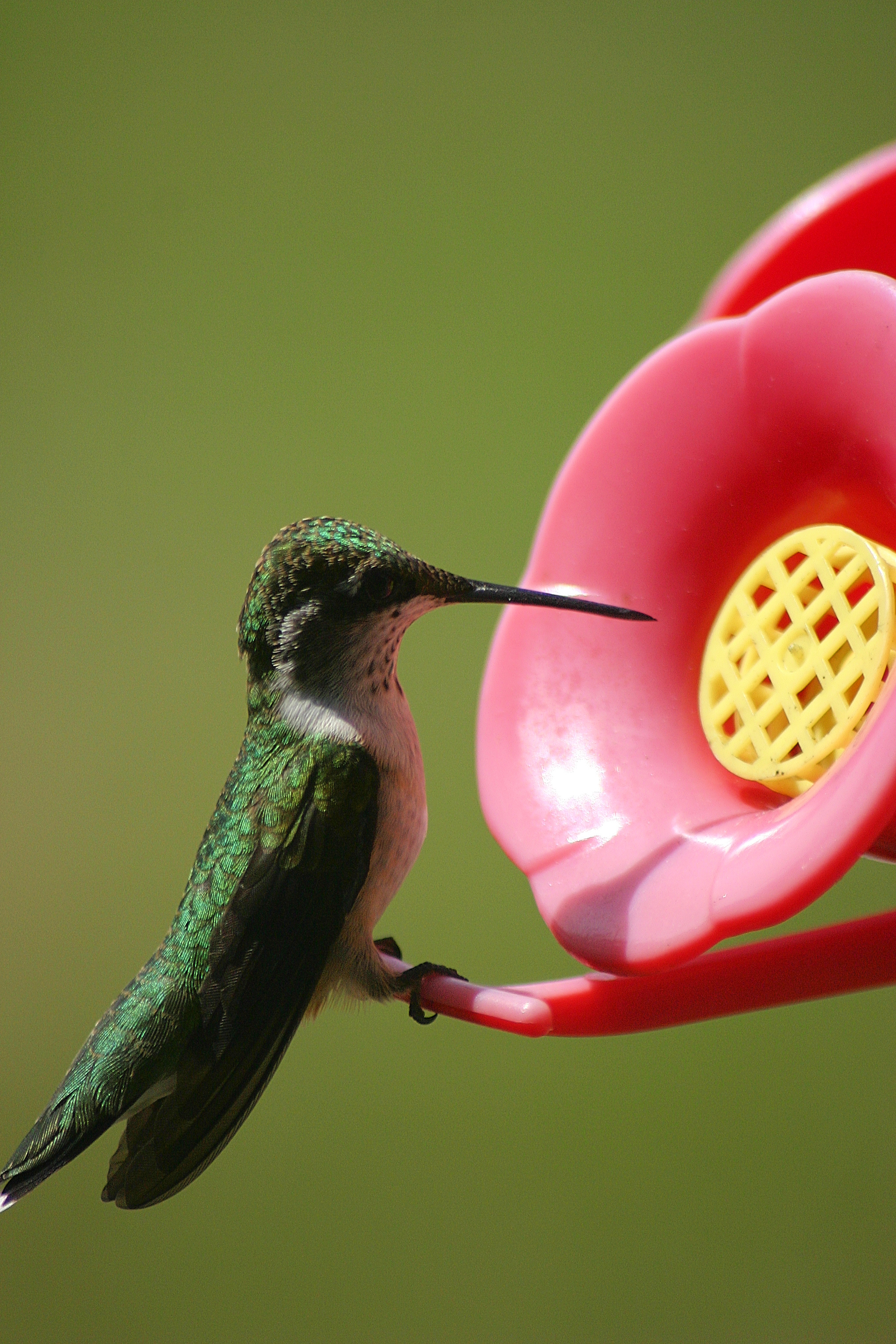 Humming Bird Feeding