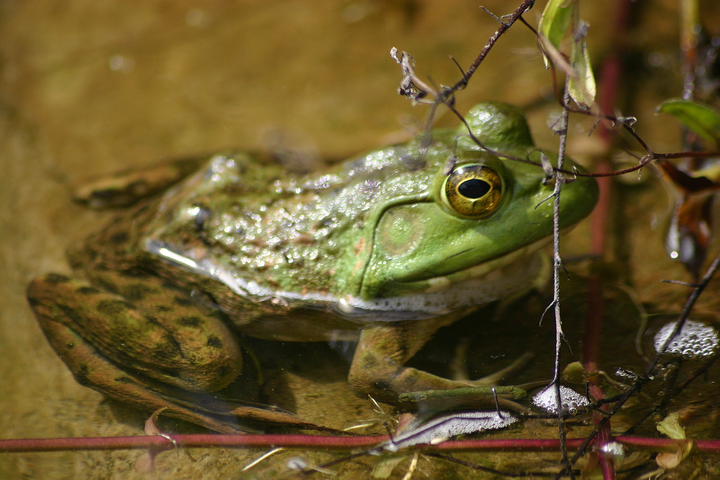 Bull Frog 1