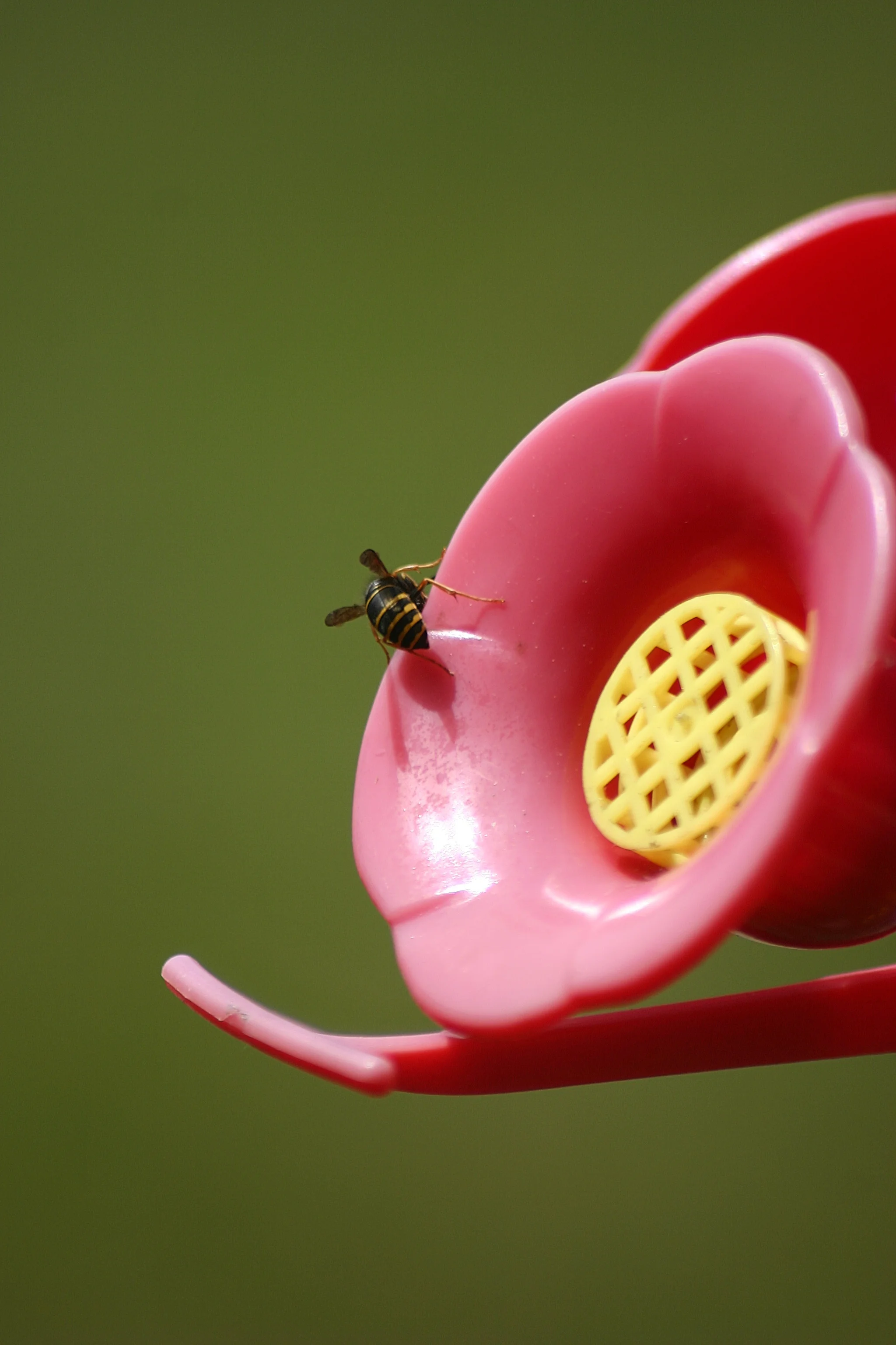 Bee Feeder