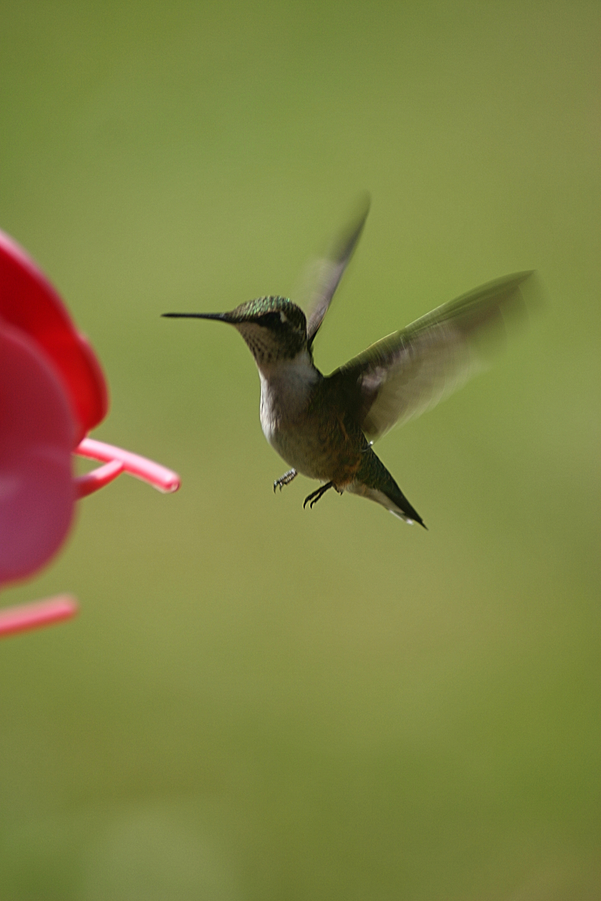 Mid-Air Humming Bird