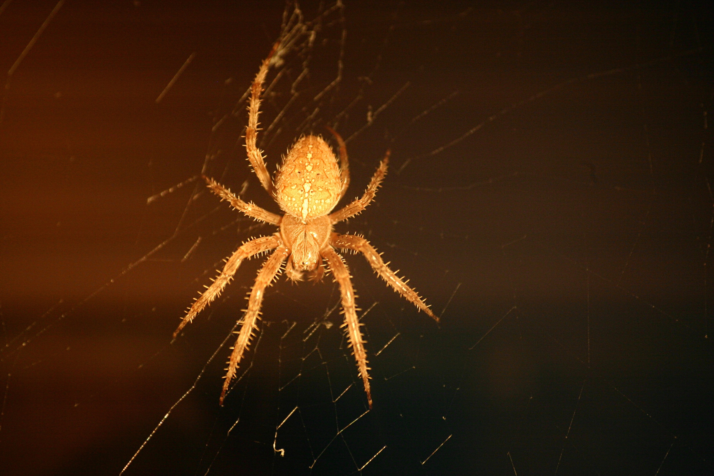 Orb Weaver Spider