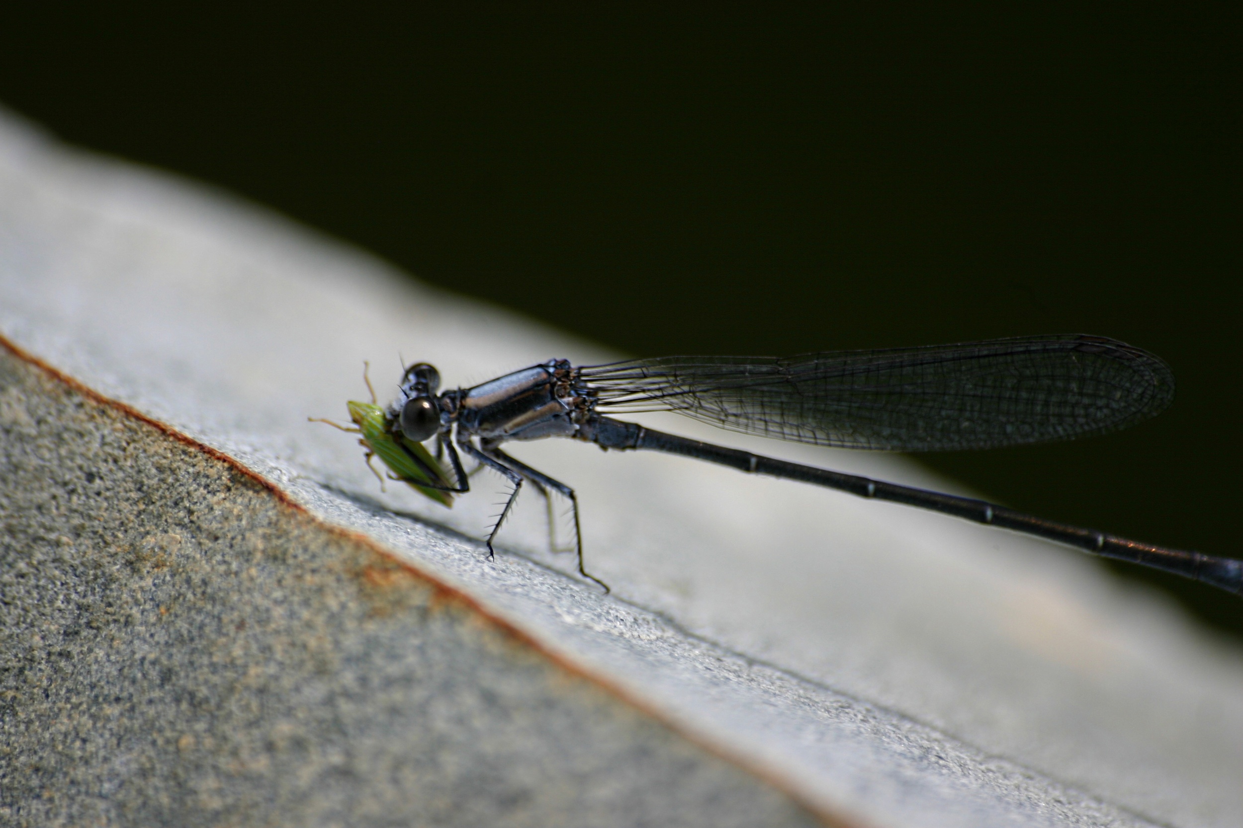 Dragon Fly Lunch