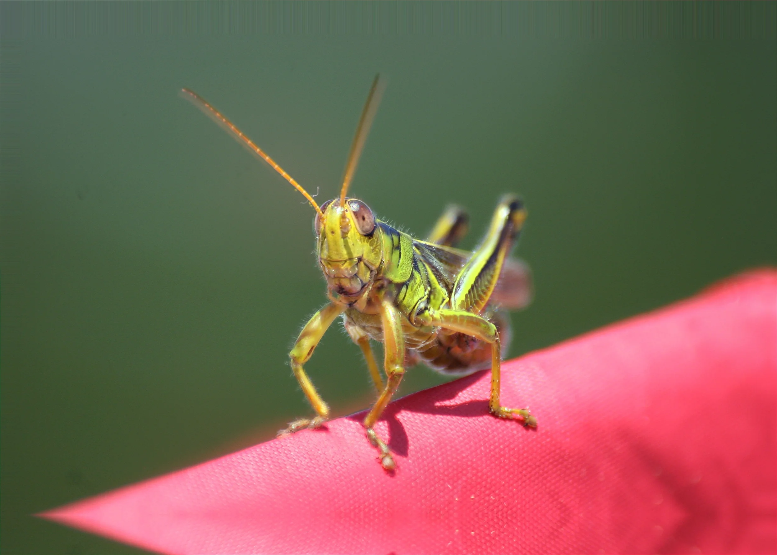 Grass Hopper