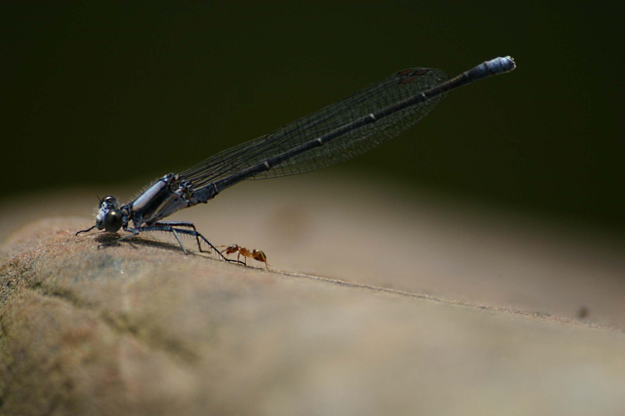 Dragon Fly and Ant