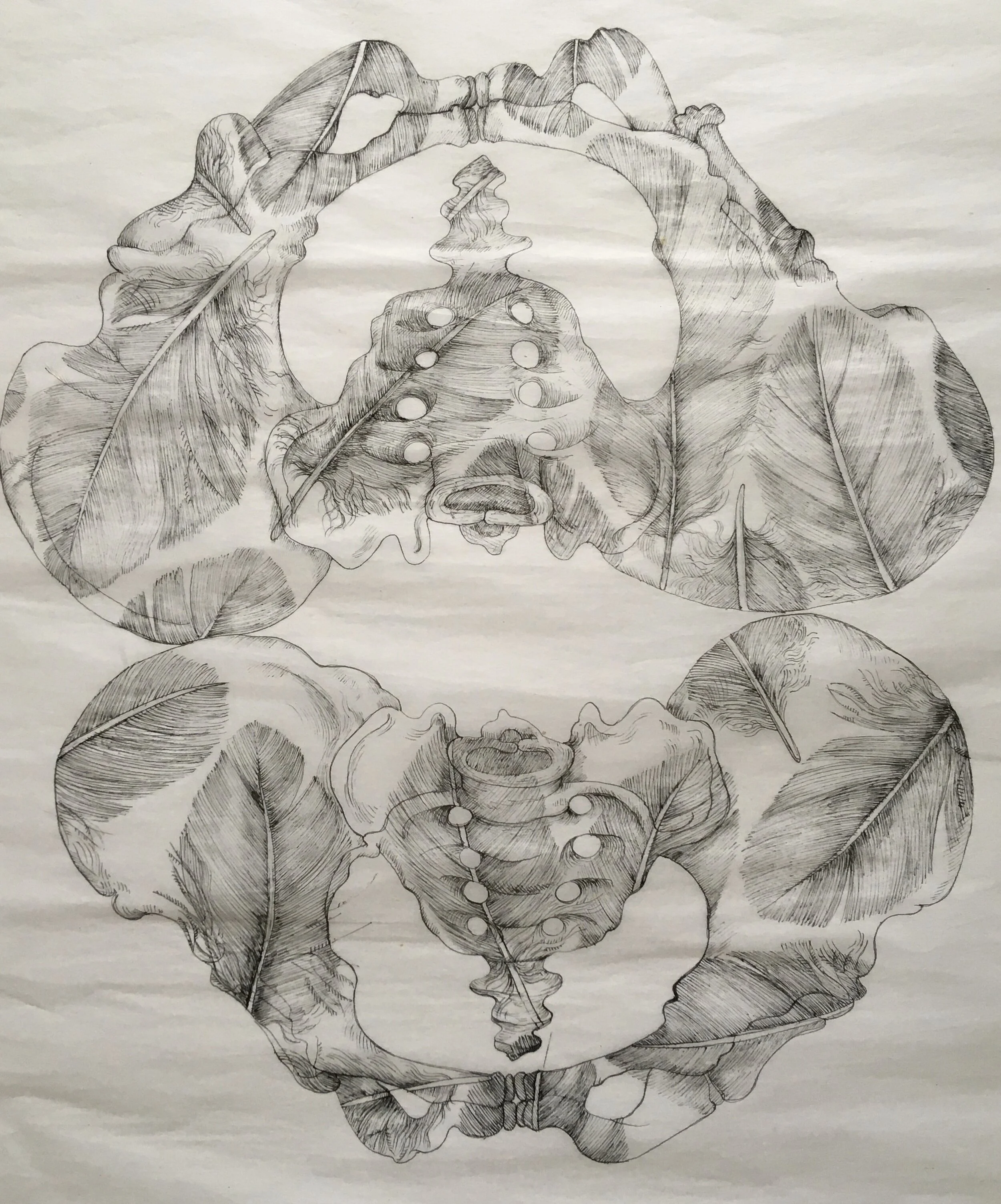 Feather Pelvis, ink on Japanese paper