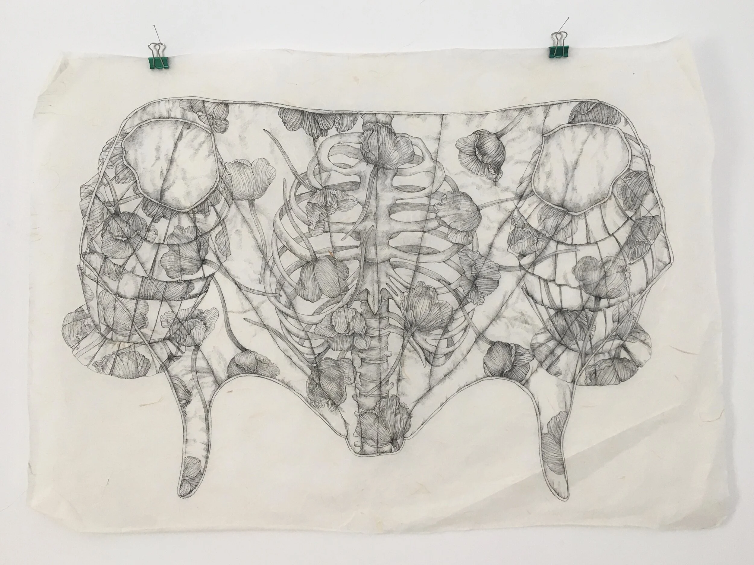 Drawing ink on Japanese paper, allium seed pods, ribcage, opened bodice
