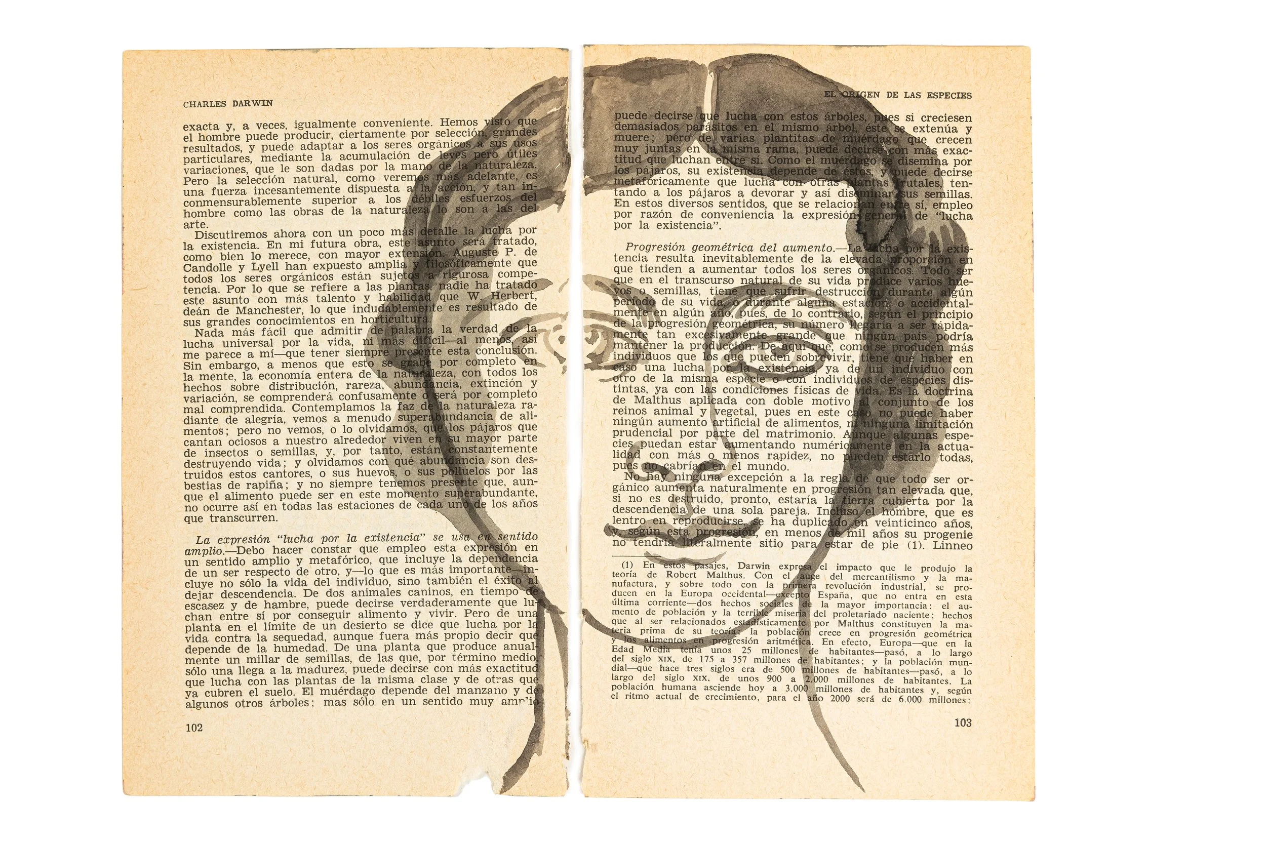 The Origin of Species
from the exhibition The Wicked Garden 2025
Drawing on book page