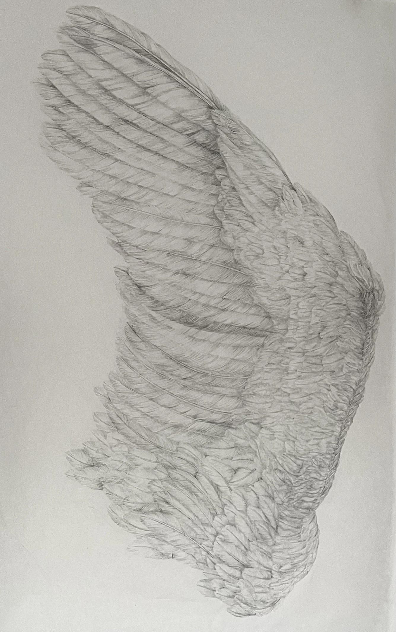 Wing
drawing on Japanese paper