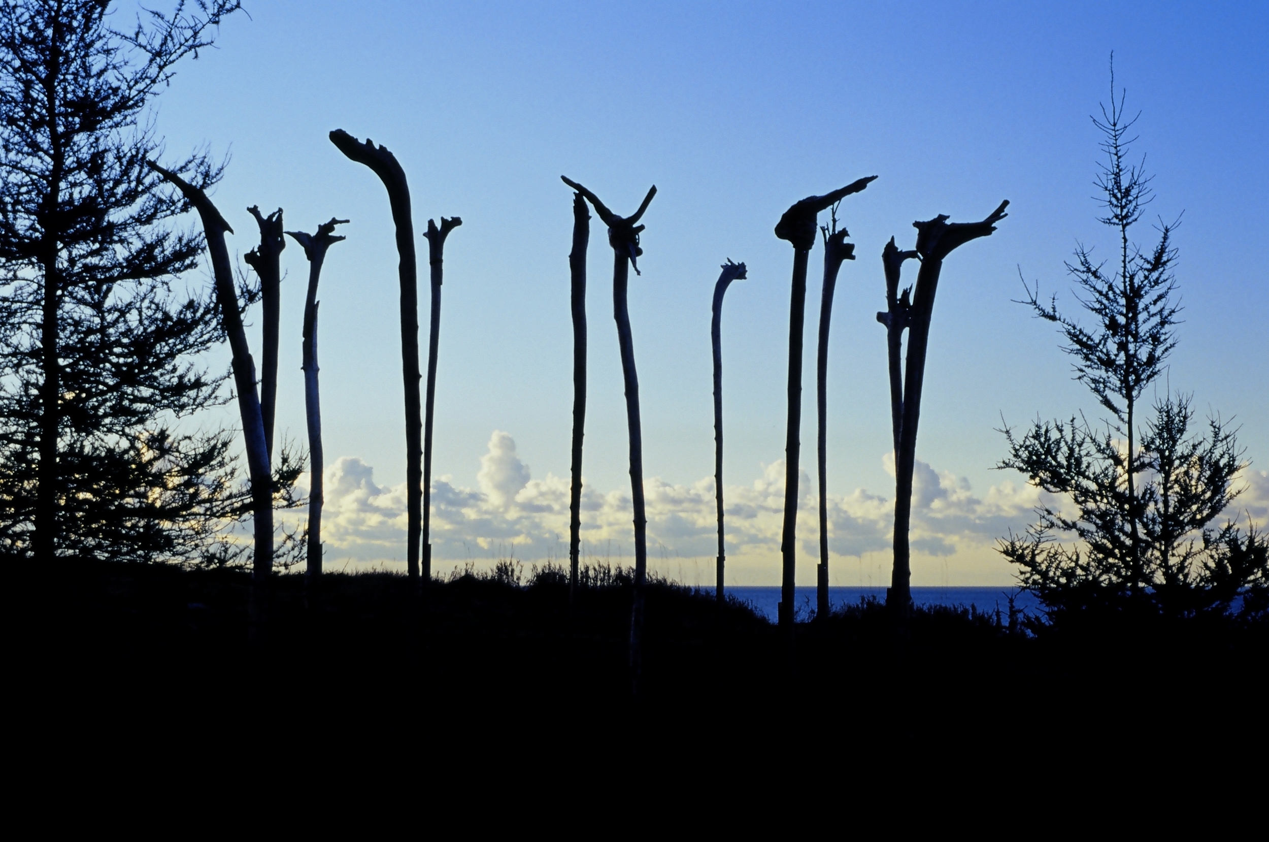  &nbsp;  Cliff Sentinels, 2003 &nbsp; 7 meter diameter circle of 12 driftwood inverted, re-imagined tree trunks, 5.5 meters tall in steel braces.&nbsp; Installation on Lake Ontario cliff &nbsp; 