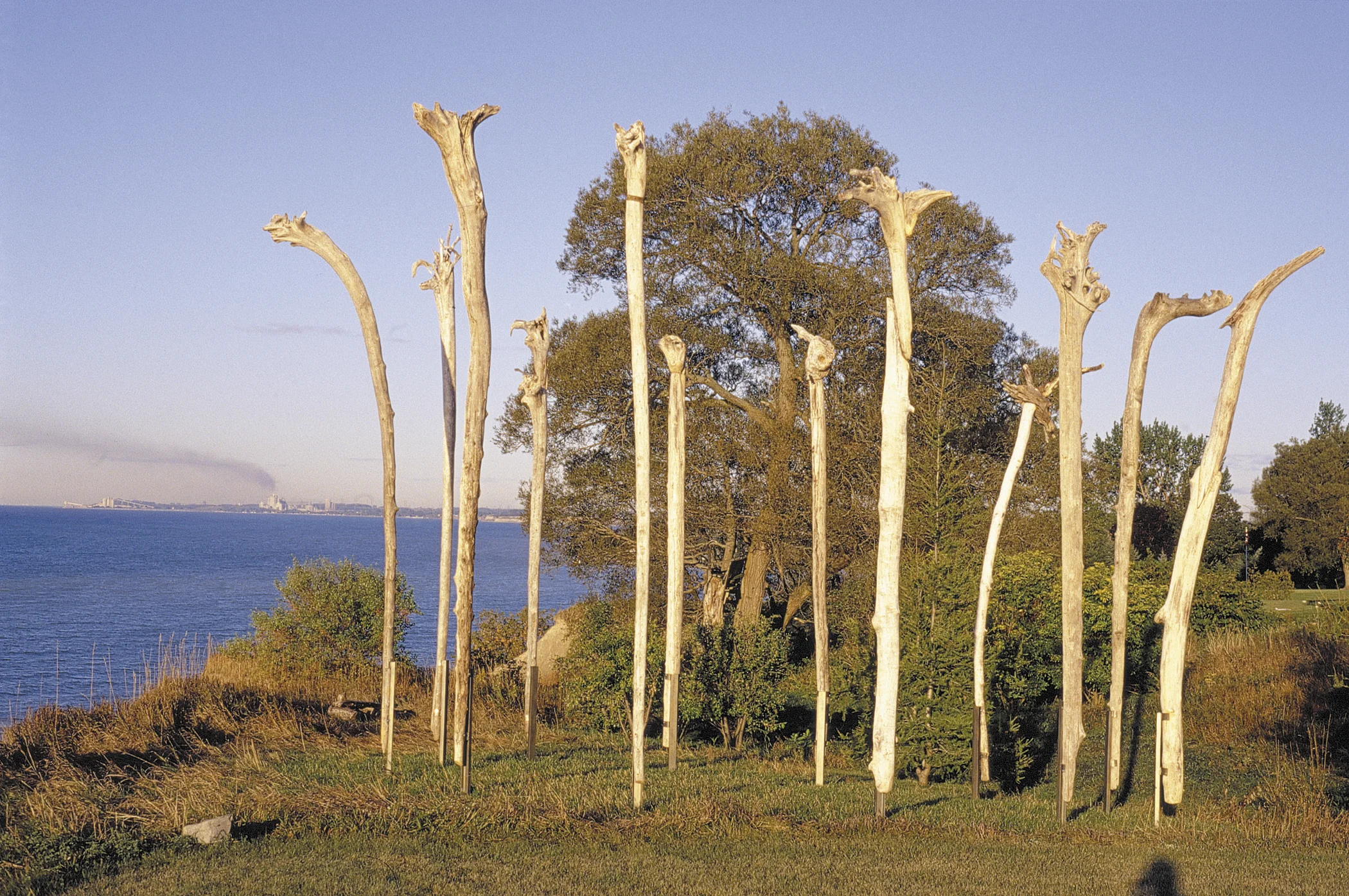  Cliff Sentinels, 2003 7 meter diameter circle of 12 driftwood inverted, re-imagined tree trunks, 5.5 meters tall in steel braces. Installation on Lake Ontario cliff 