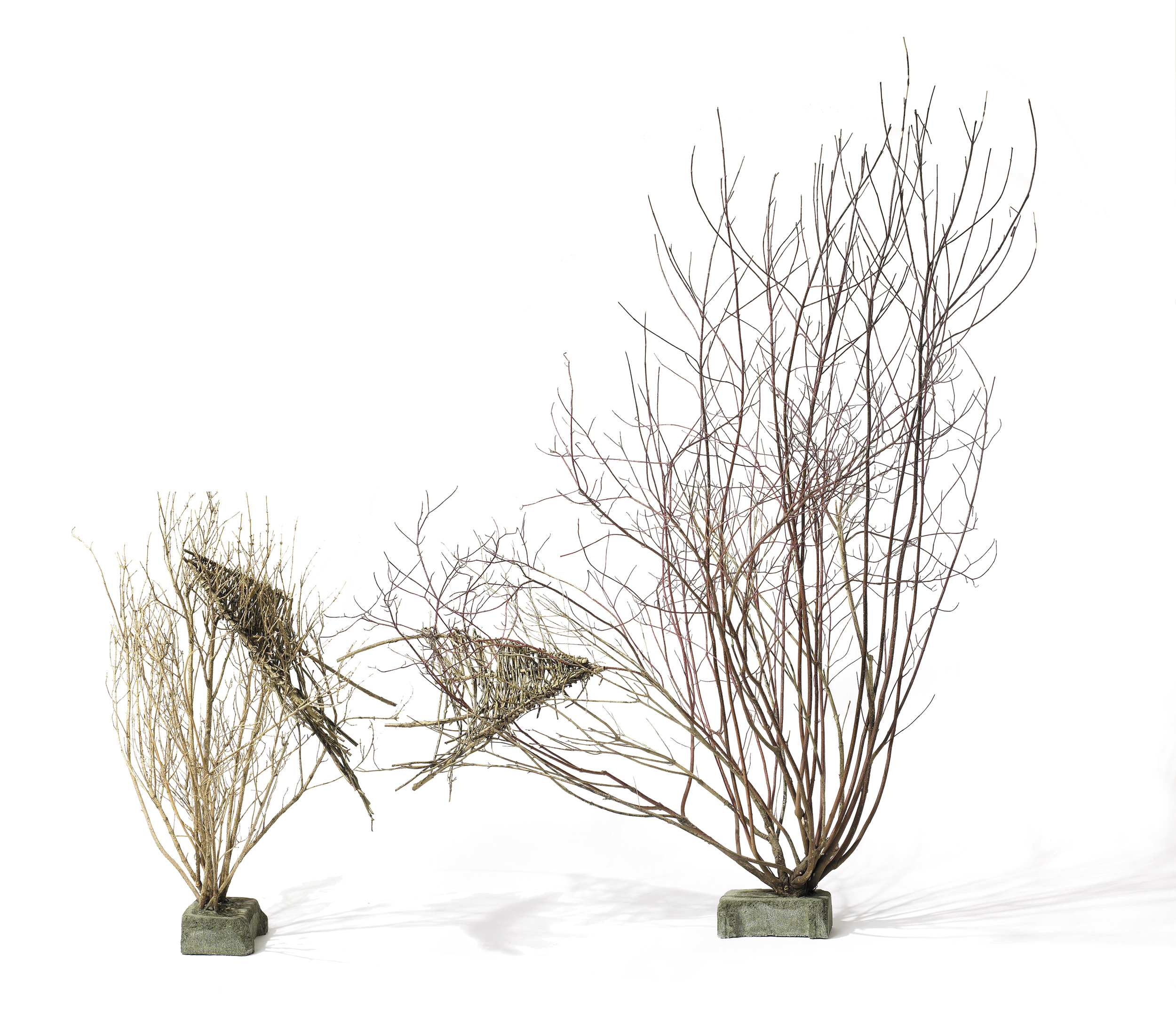   Cradled Youth,  2000 - 2005 Forsythia and dogwood branches and bushes, cement 210 x 240 x 90 cm 