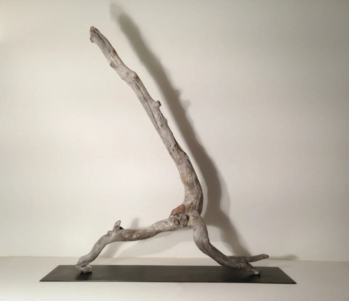 Strider 2014 Newfoundland driftwood on steel plinth, 49 x 40 x 12 inches