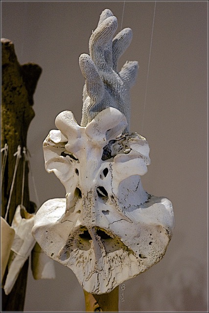Wander In the Elements (Detail) , 2018 Skull of sea creature, NL fisherman’s glove, driftwood