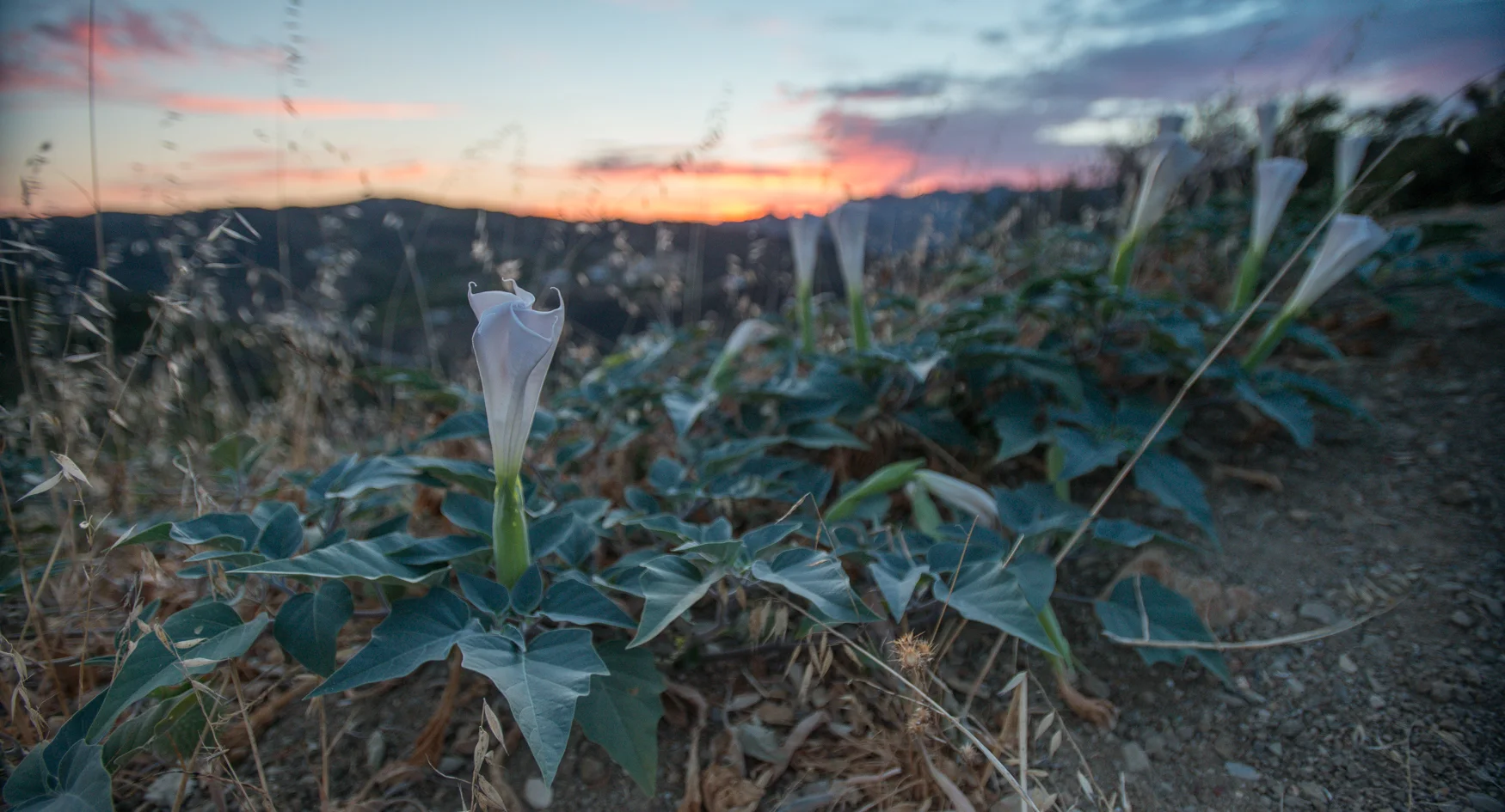 Dutora (Mamoy), a sacred flower to the Chumash people, grows all throughout the SMM 