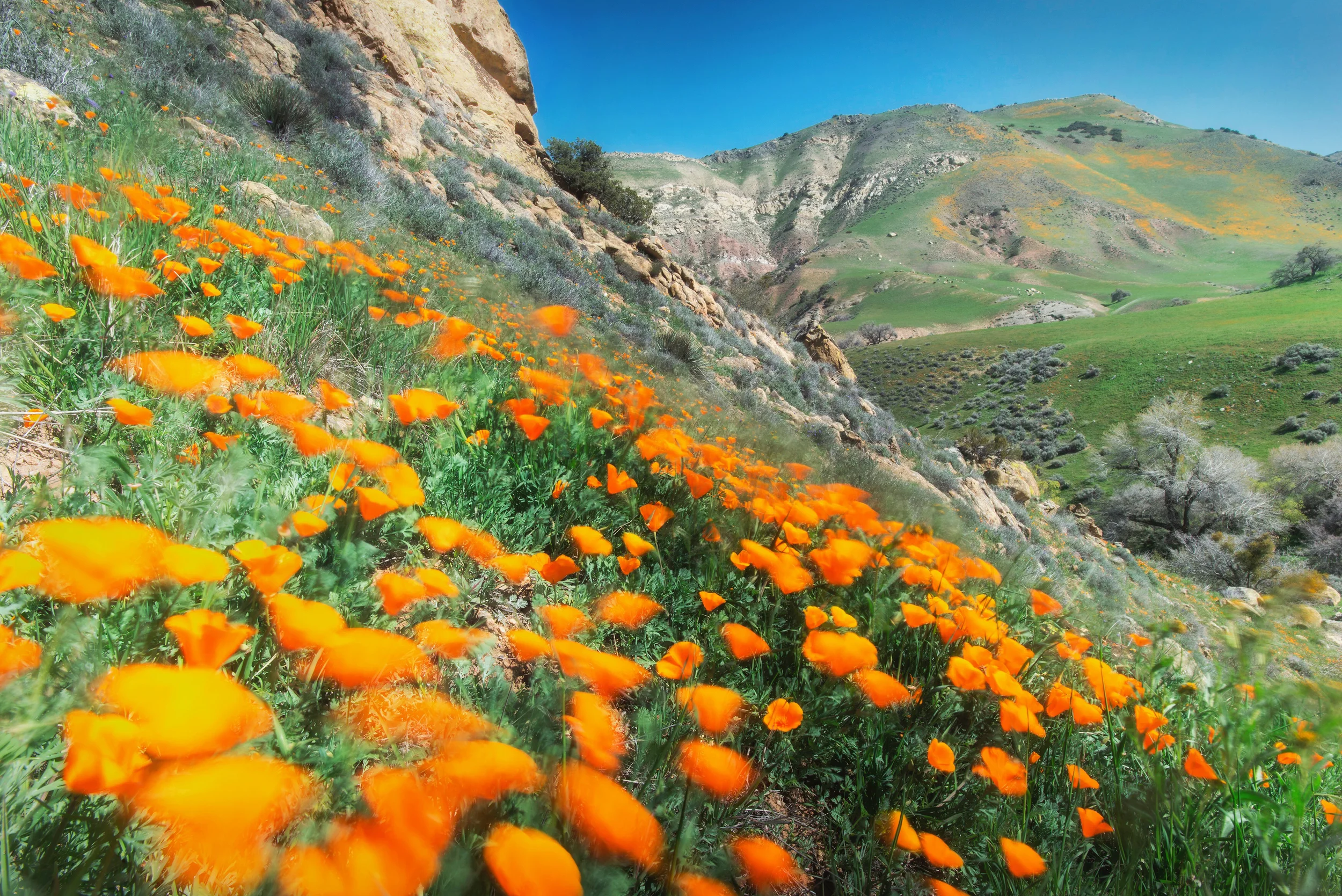 Poppies at Wind Wolves Preserve