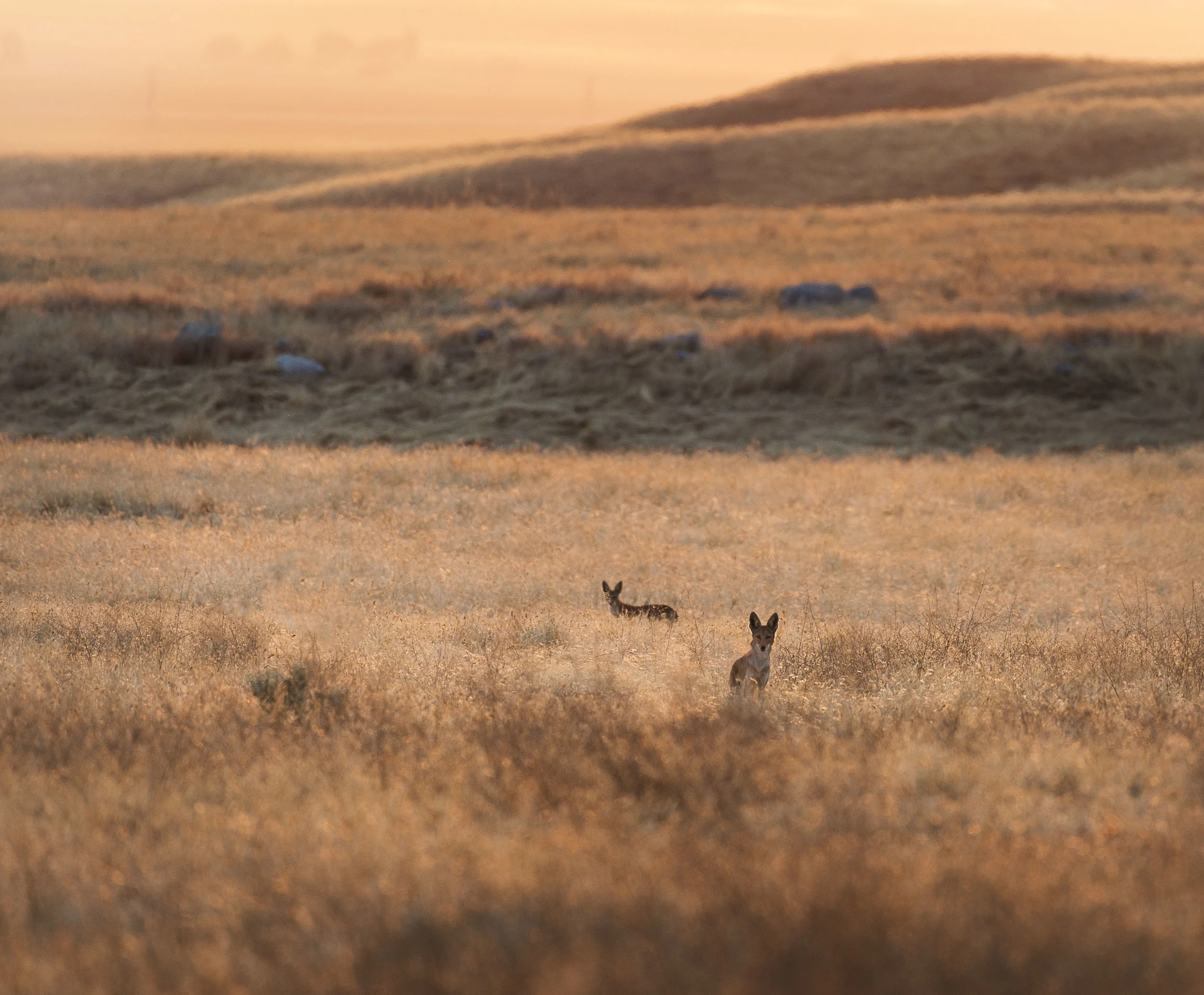 Coyote.jpg