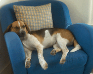 gibsonasleep.gif