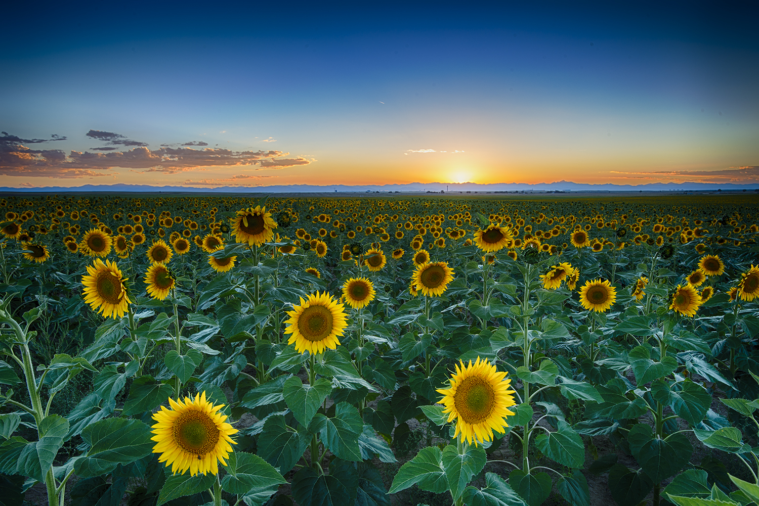 "Sunflower Sunset"