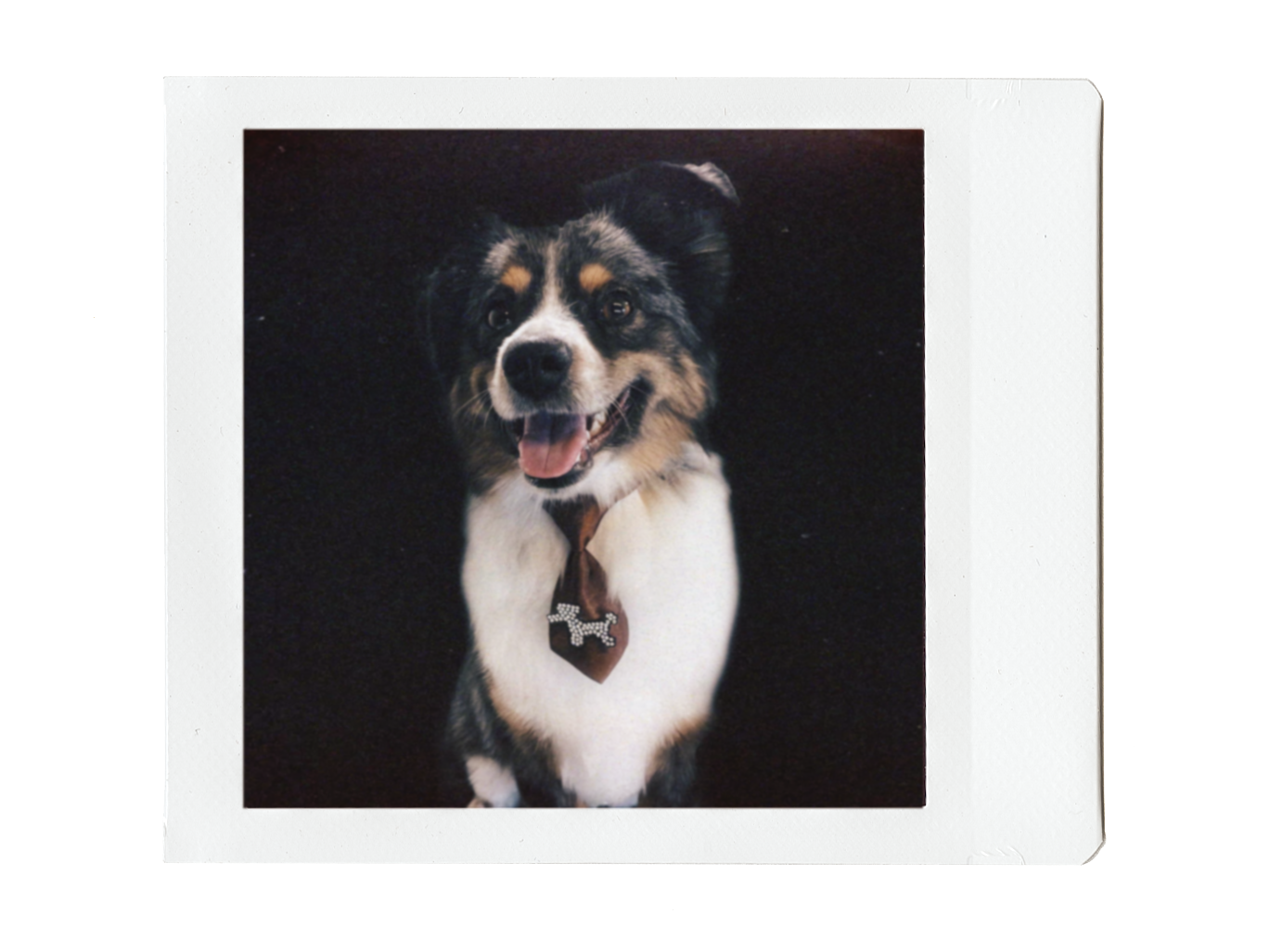 Photo of a happy dog with a black, white, and tan coat, wearing a dark brown tie with a bone-shaped charm, against a black background.