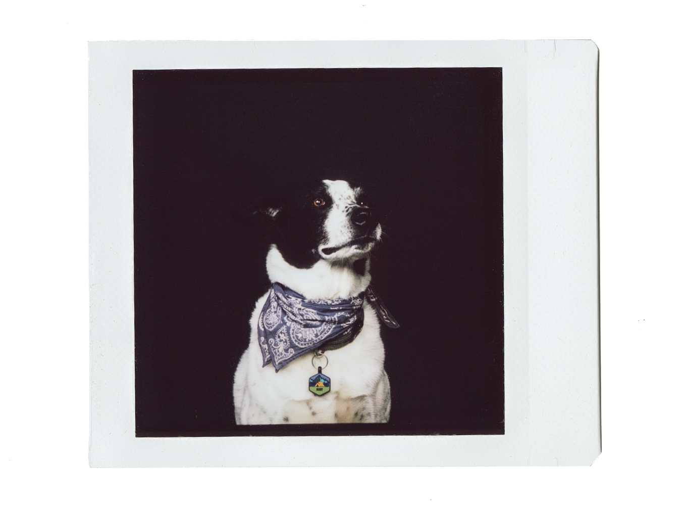 Photograph of a black and white dog wearing a blue bandana around its neck and a collar with a tag, against a dark background.