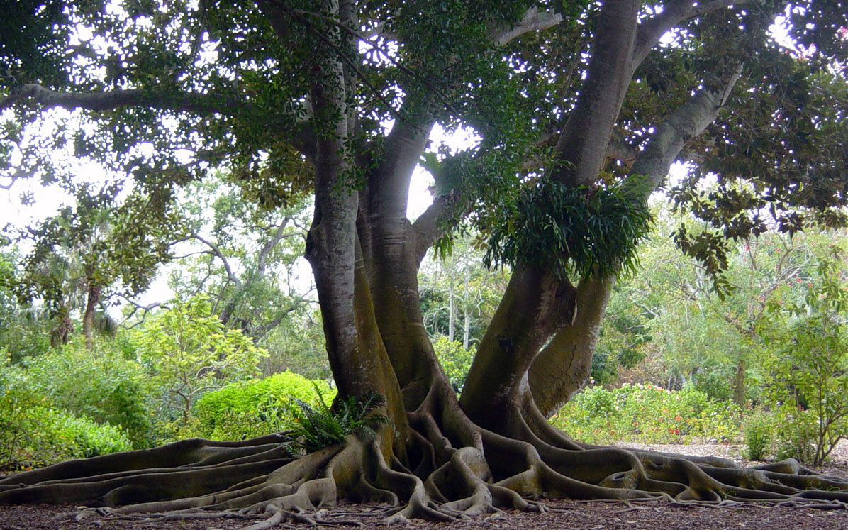 australian-banyan-tree-web.jpg