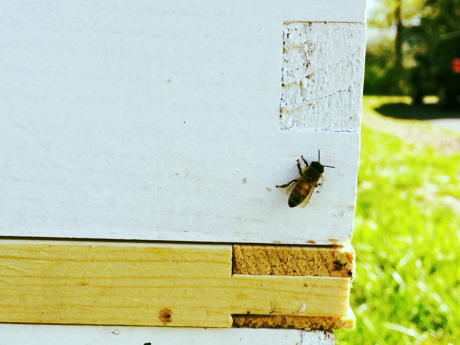 The Buzz at Intreegue!