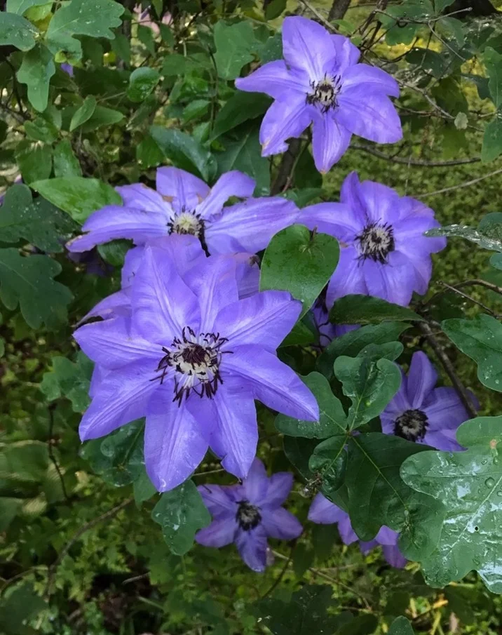 Clematis bloom - Intreegue Design.jpg
