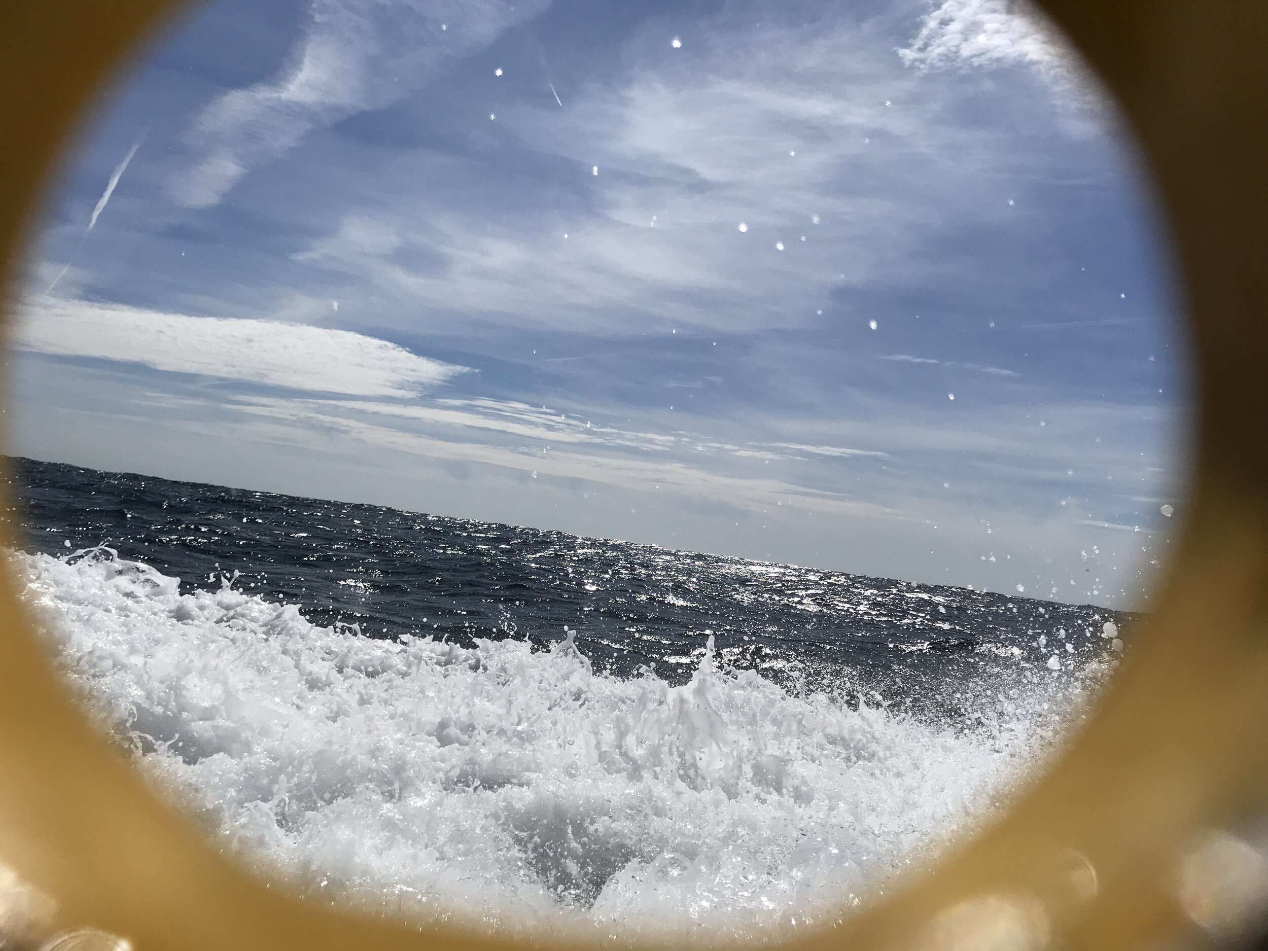 Shark Snorkelling - Cornwall