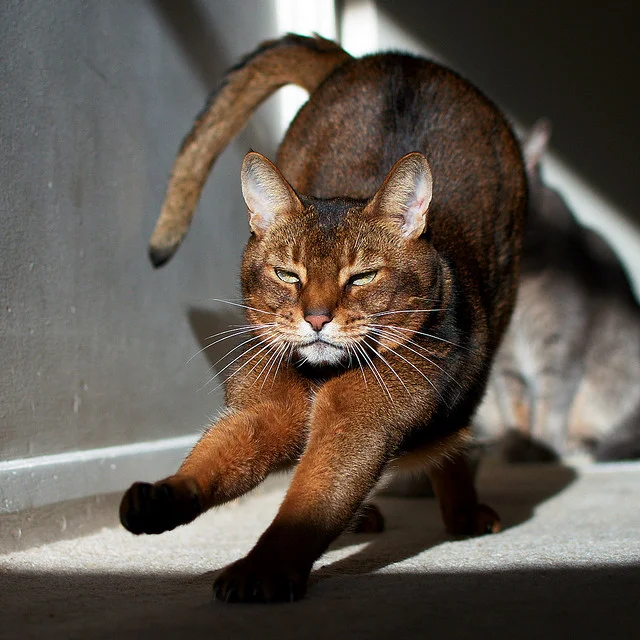 The Forgotten Art of Stretching