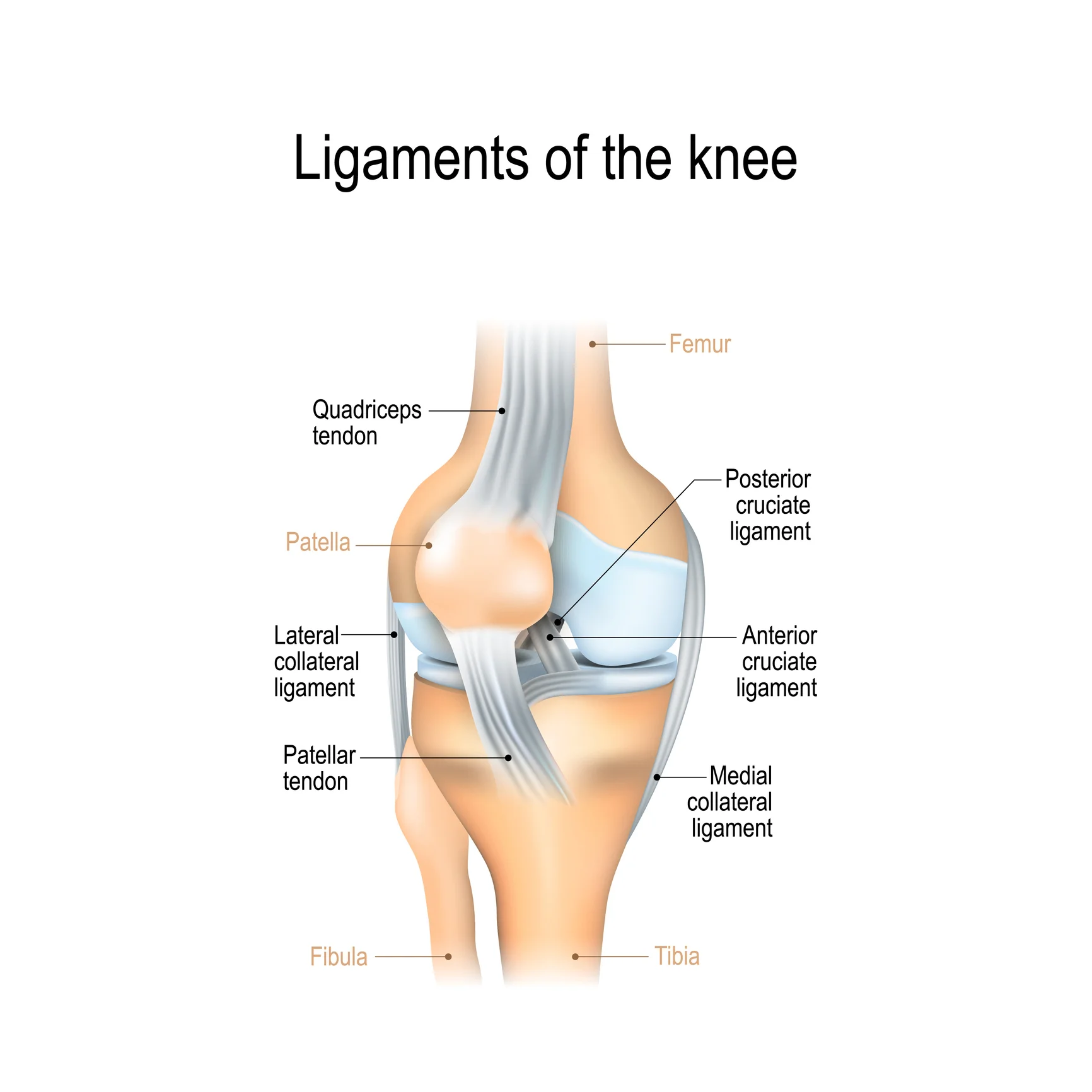 Strengthen Your Knees (Part 1) - Proper Deadlift and Belt Squat Form