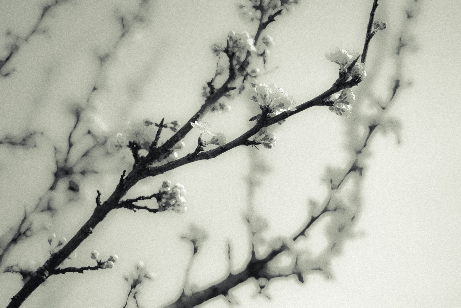 Kirschblüte