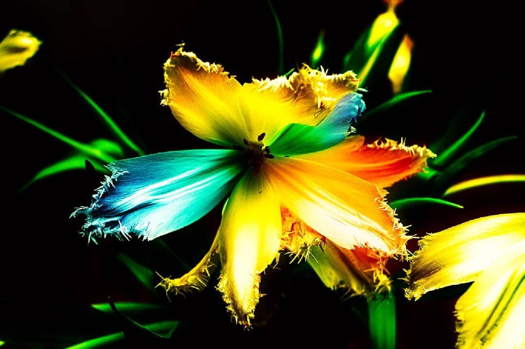 #colors #flowers #dream