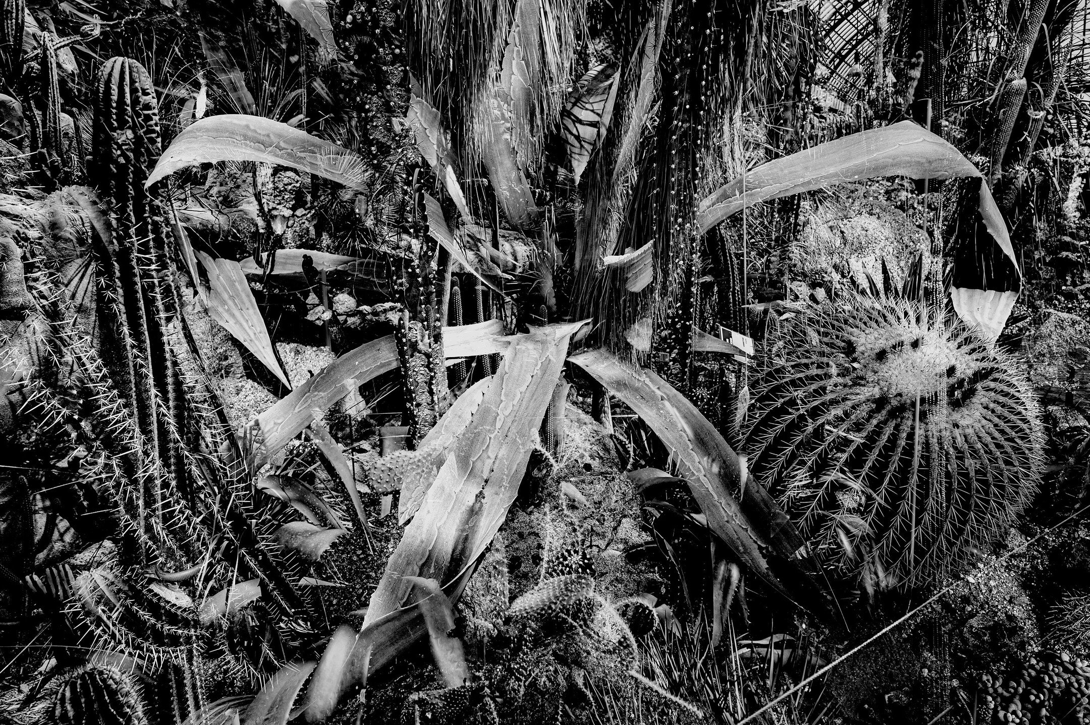 #W&uuml;stenhaus, #Vienna, #cacti