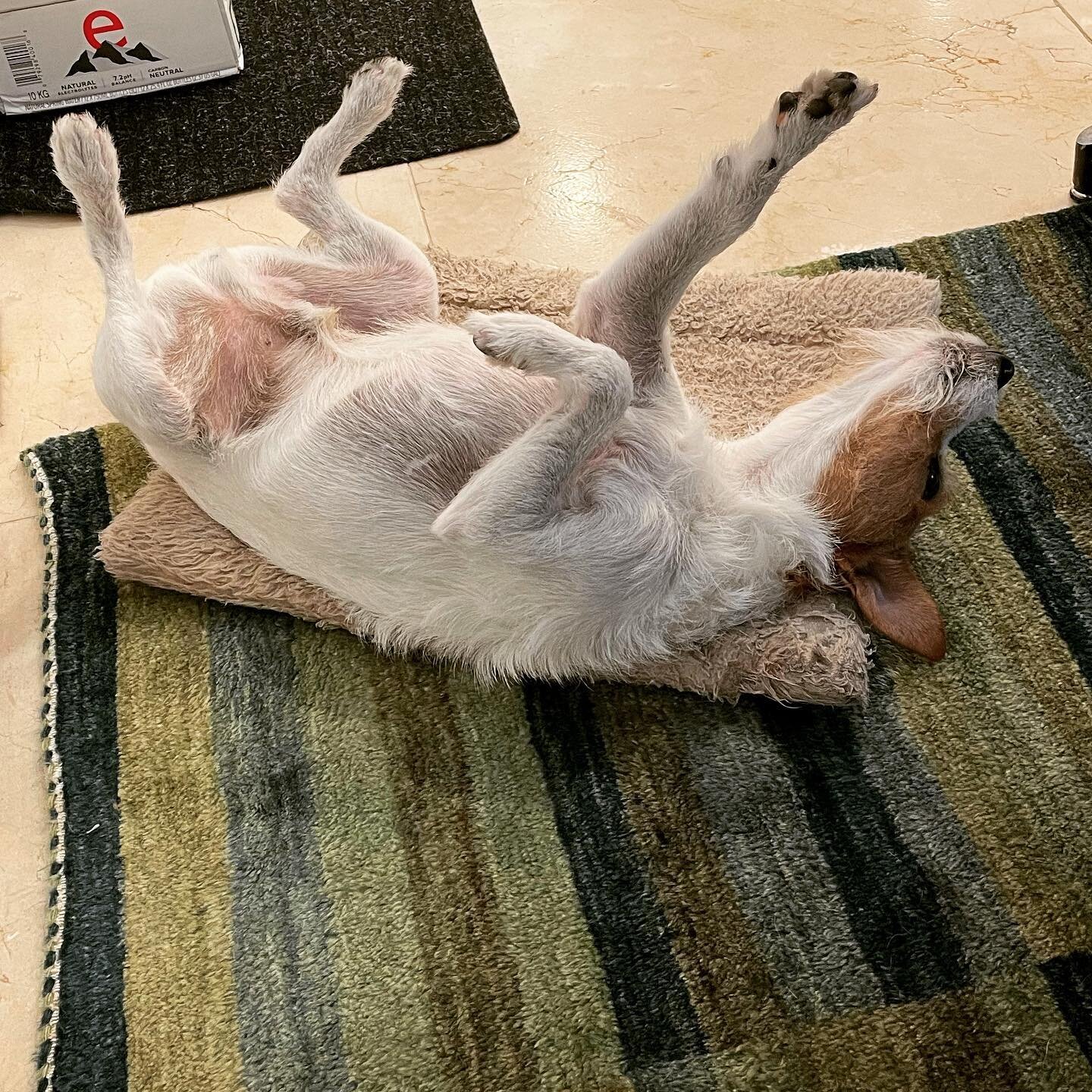 Cooper is clearly enjoying a #lazysunday&hellip; #dogsofinstagram #jackrussellterrier #keyslife