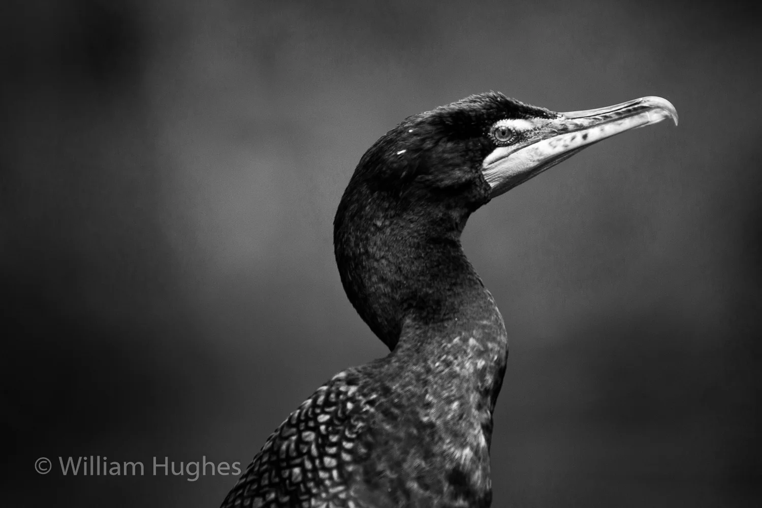 Double Crested Cormorant