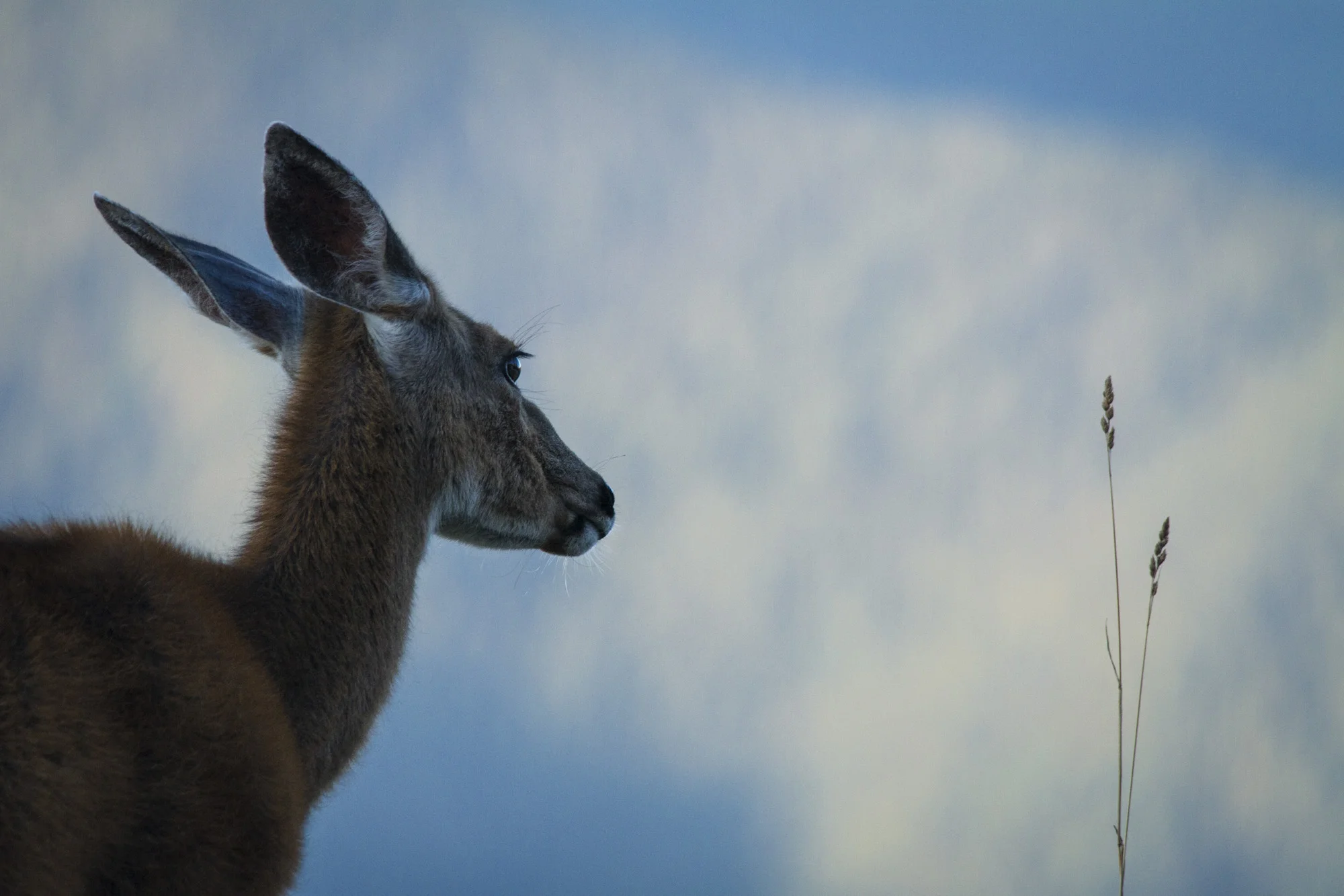 Sitka Black-Tailed Deer ( Odocoileus hemionus sitkensis ) Washington State