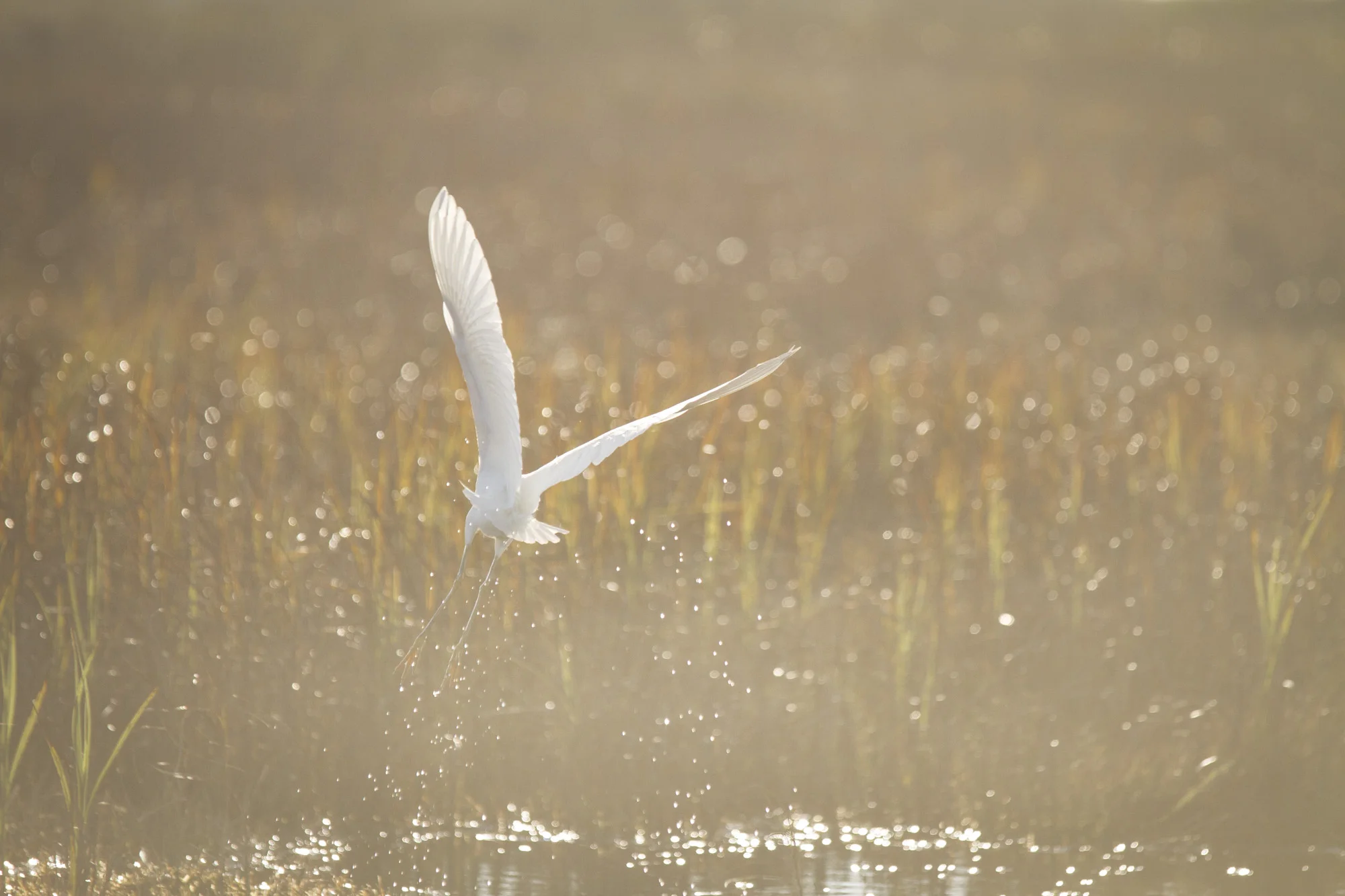 Great Egret ( Ardea alba ) Texas